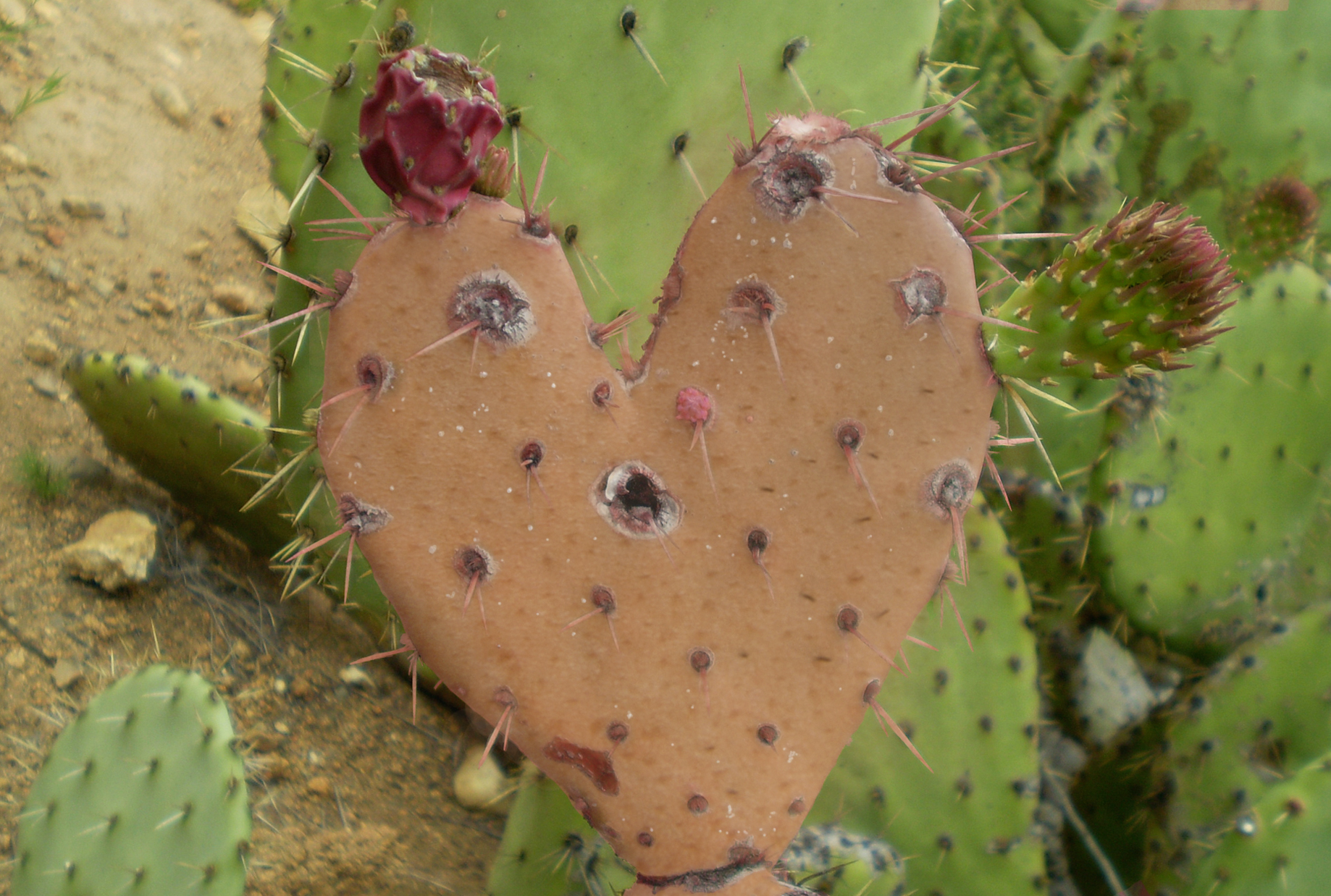 Erica Stephens' card