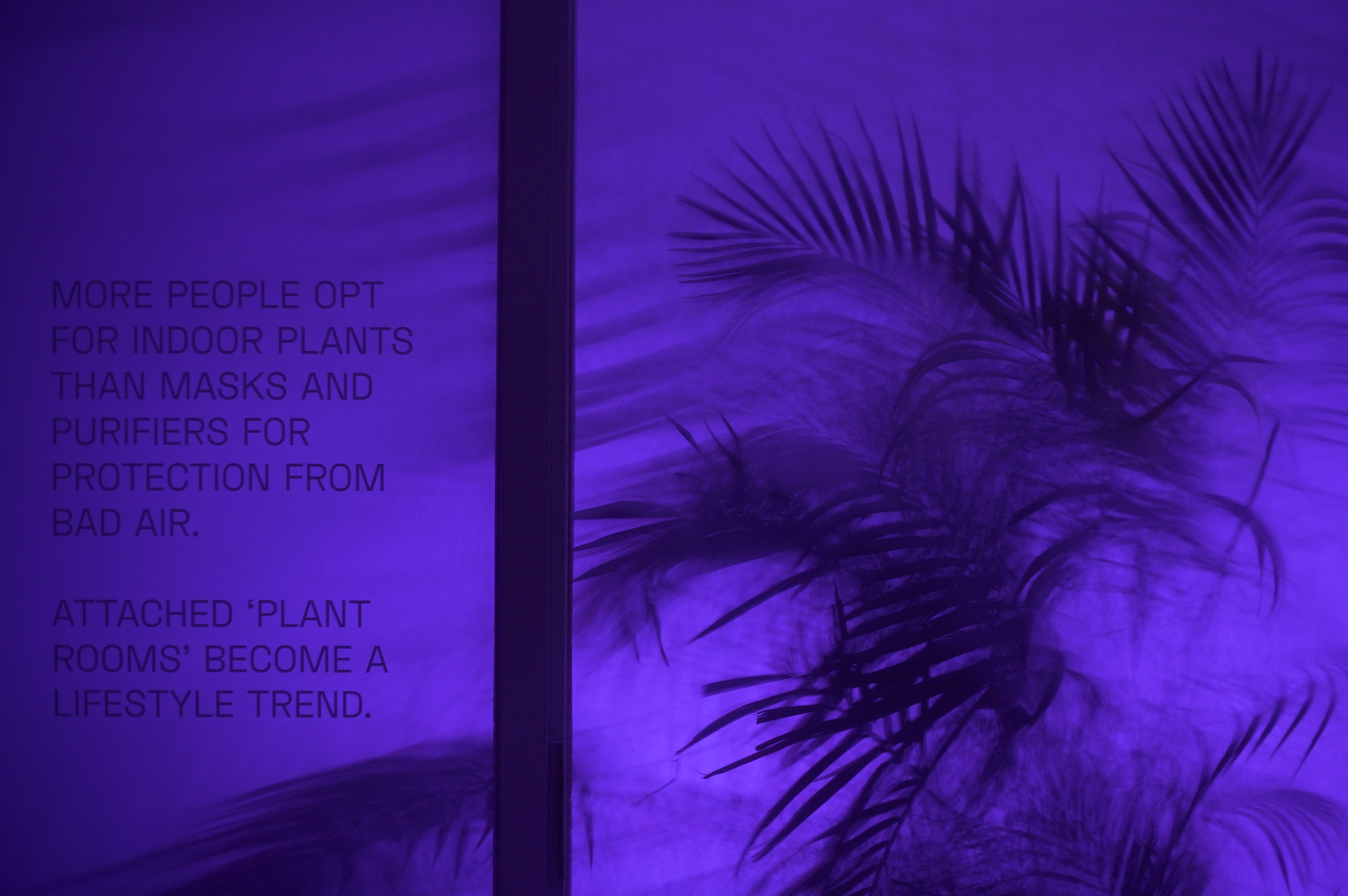 How much do plants help in purifying air?