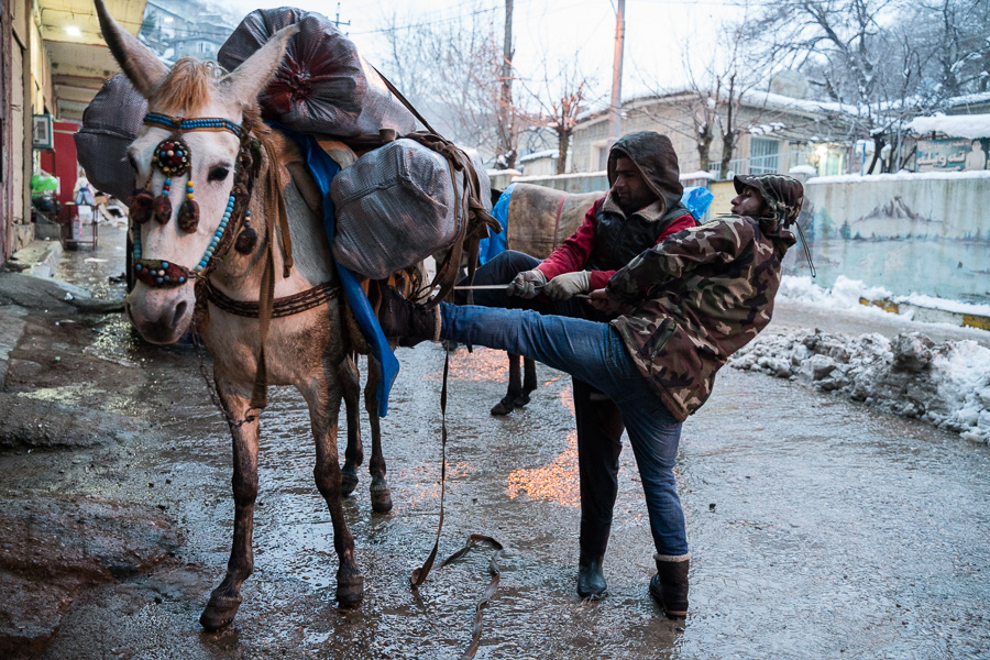 Tawela, Kurdistan, Irak, mars 2019.  Le sanglage est important. Une marchandise mal arrim&eacute;e peut entra^iner le conducteur de mules dans sa chute. Et si elle est endommag&eacute;e, c'est lui qui devra la rembourser.