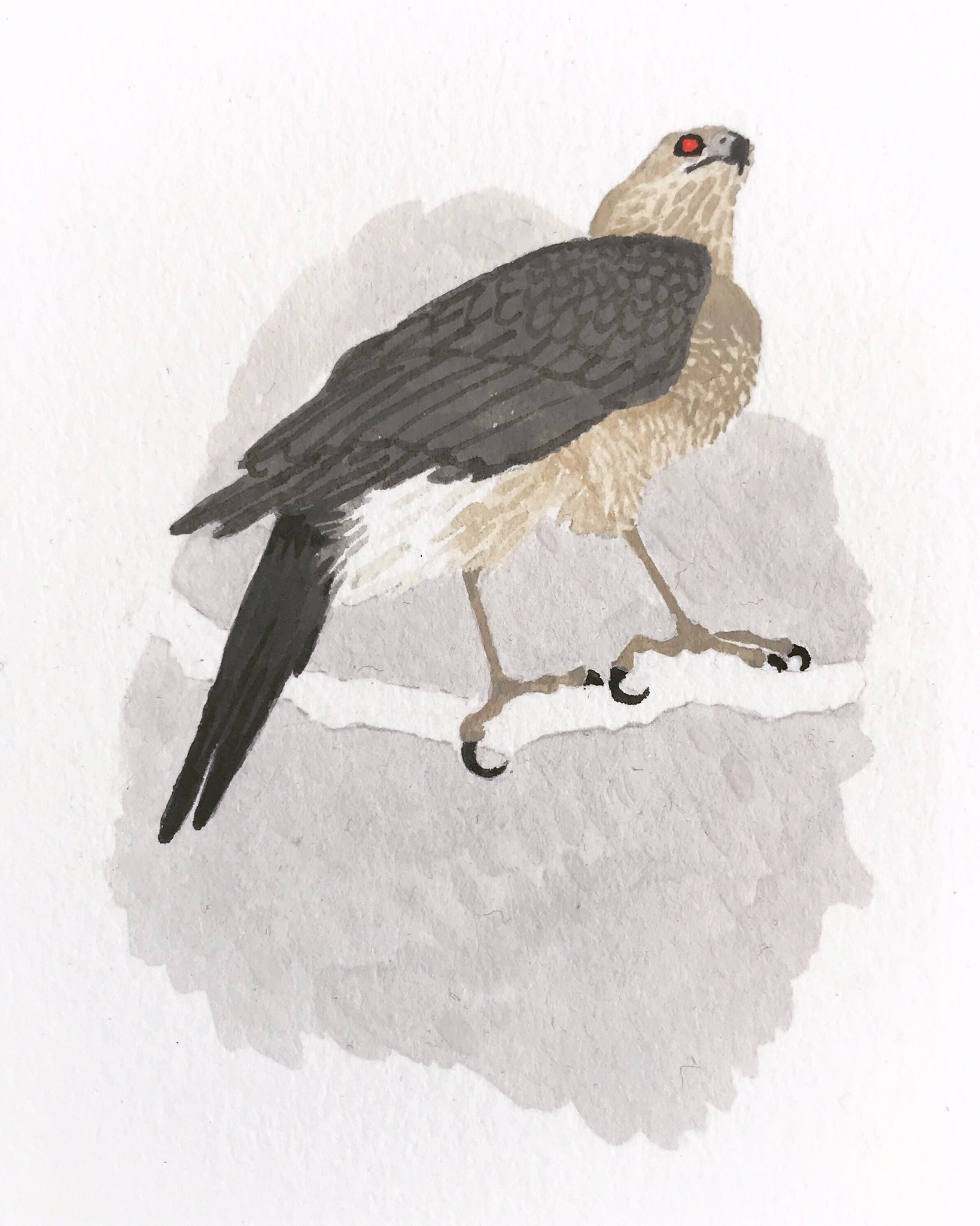 Cooper's Hawk, 2019, 6x8", gouache