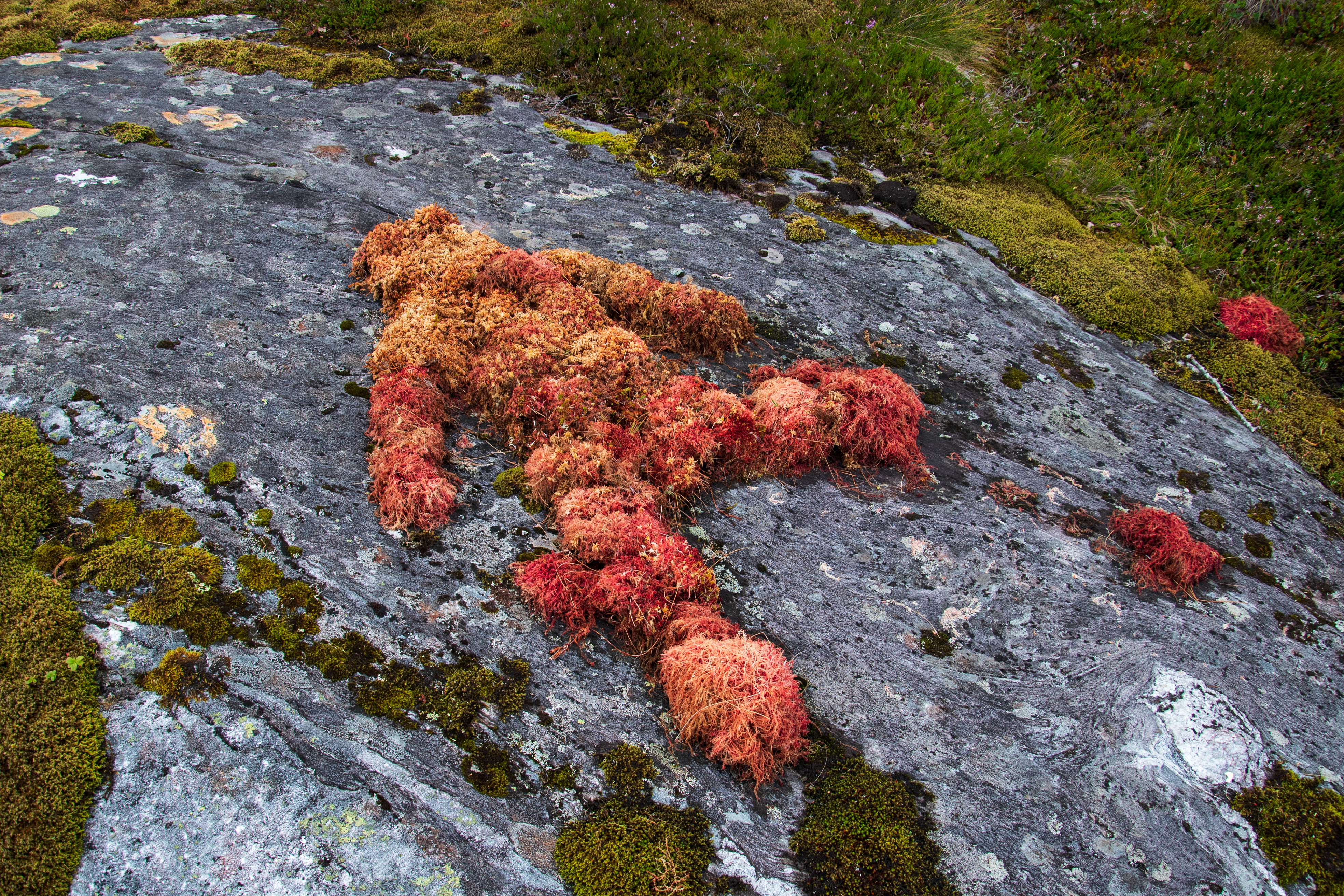 KROPP / MOSE (RØD)(EN MÅNED), 2025