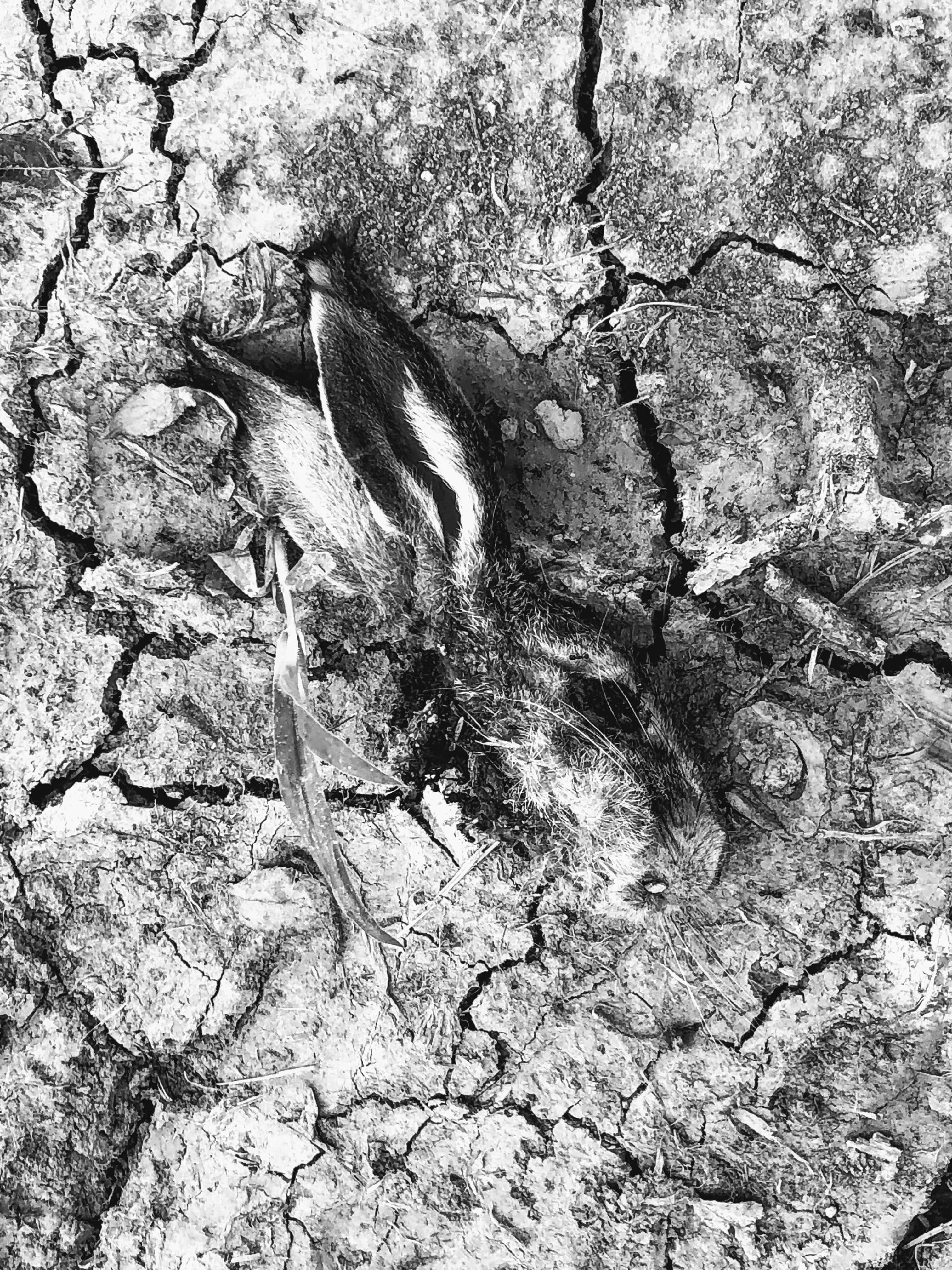 Testa di lepre, Lugo, 28-7-20