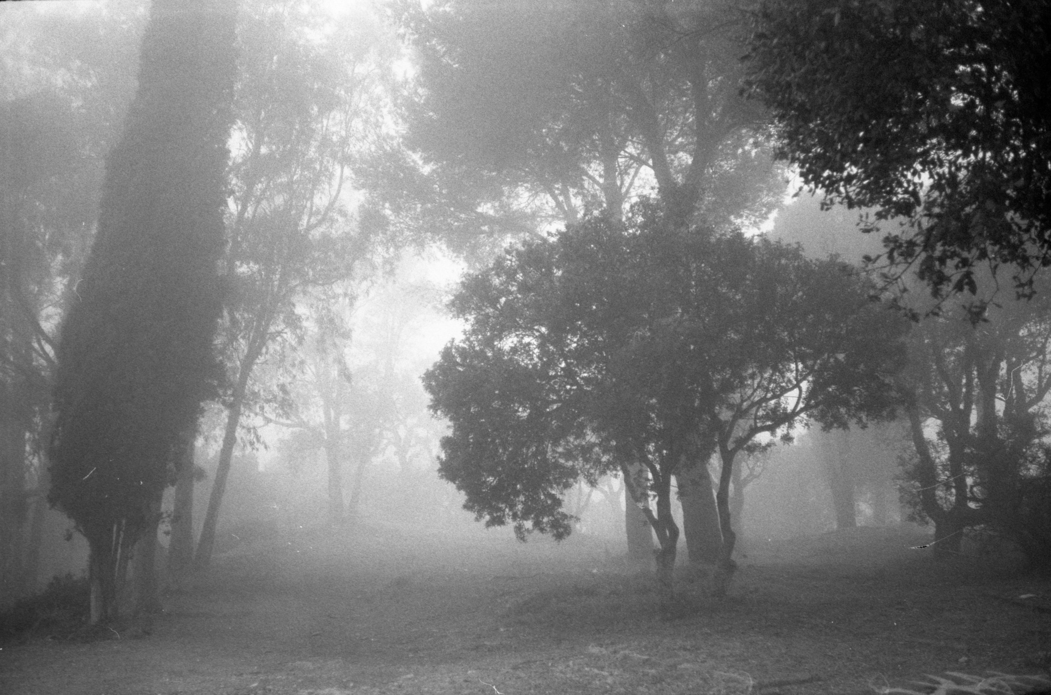 Near Collobrières, France, 2022