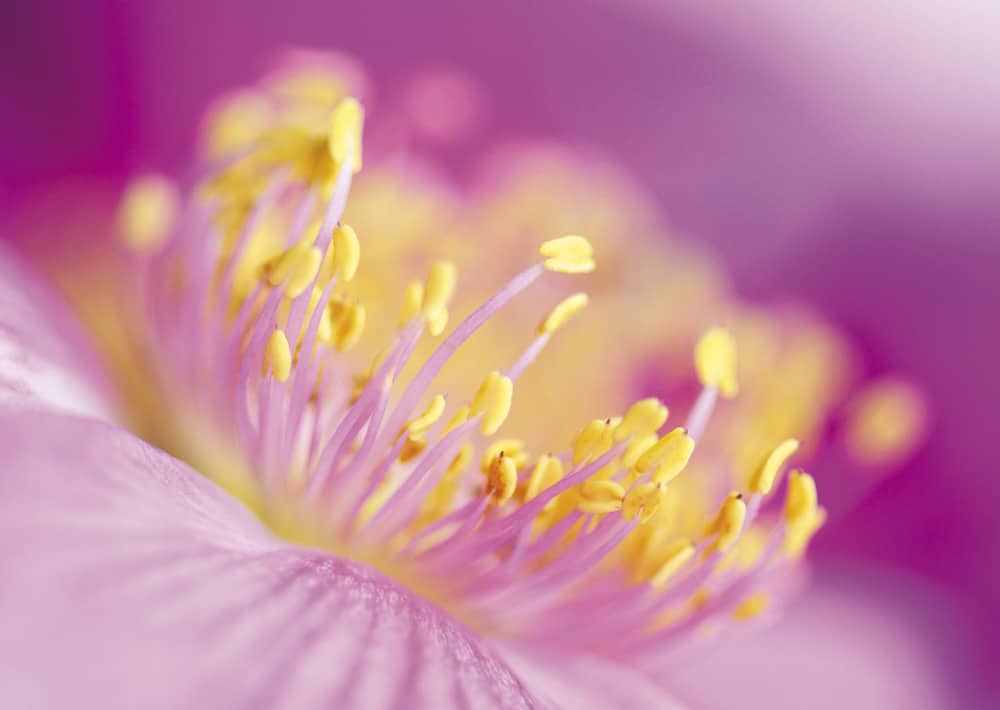 Nr. 066 Rosen-Feuerwerk