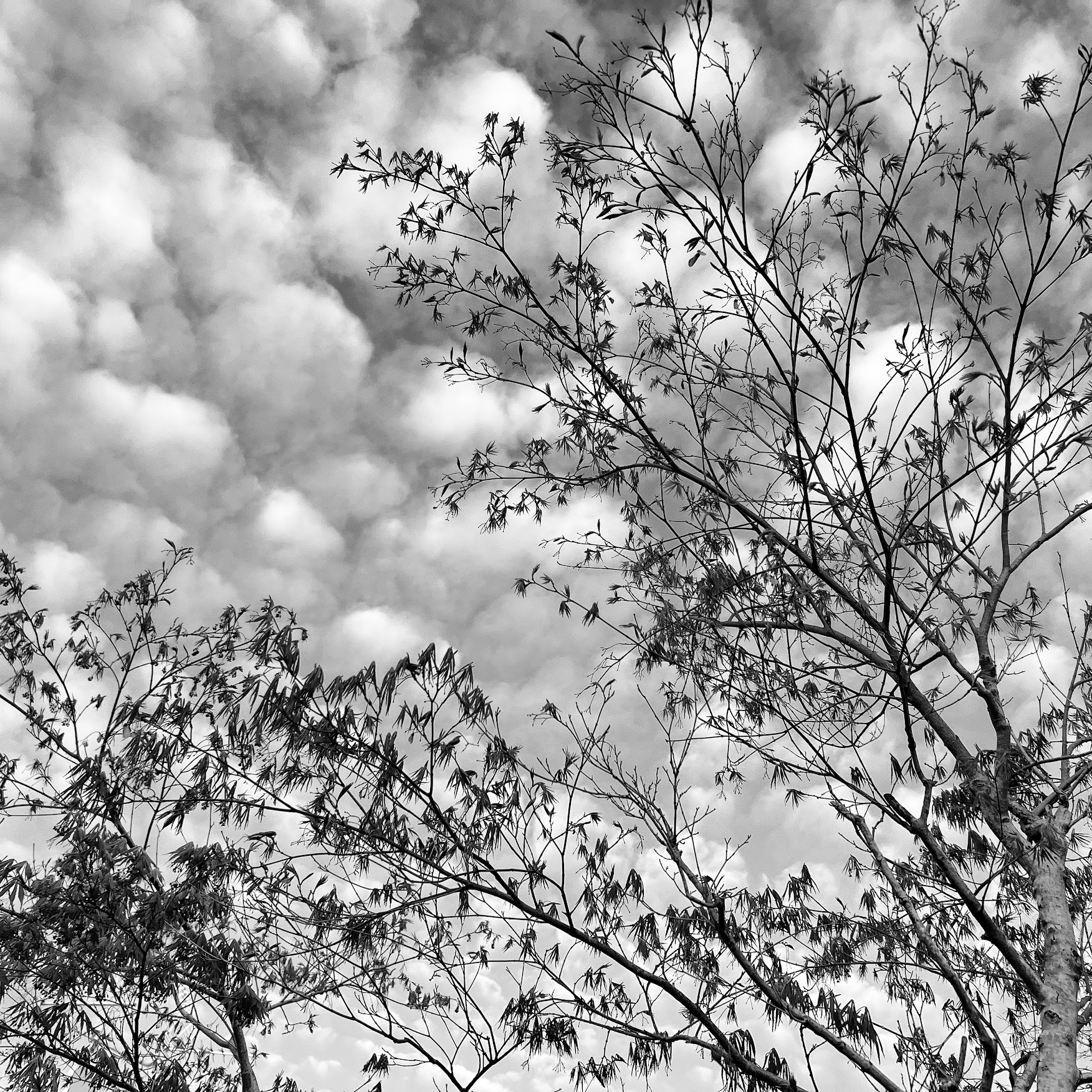 Cielo a pecorelle, Bologna, 28-3-2023