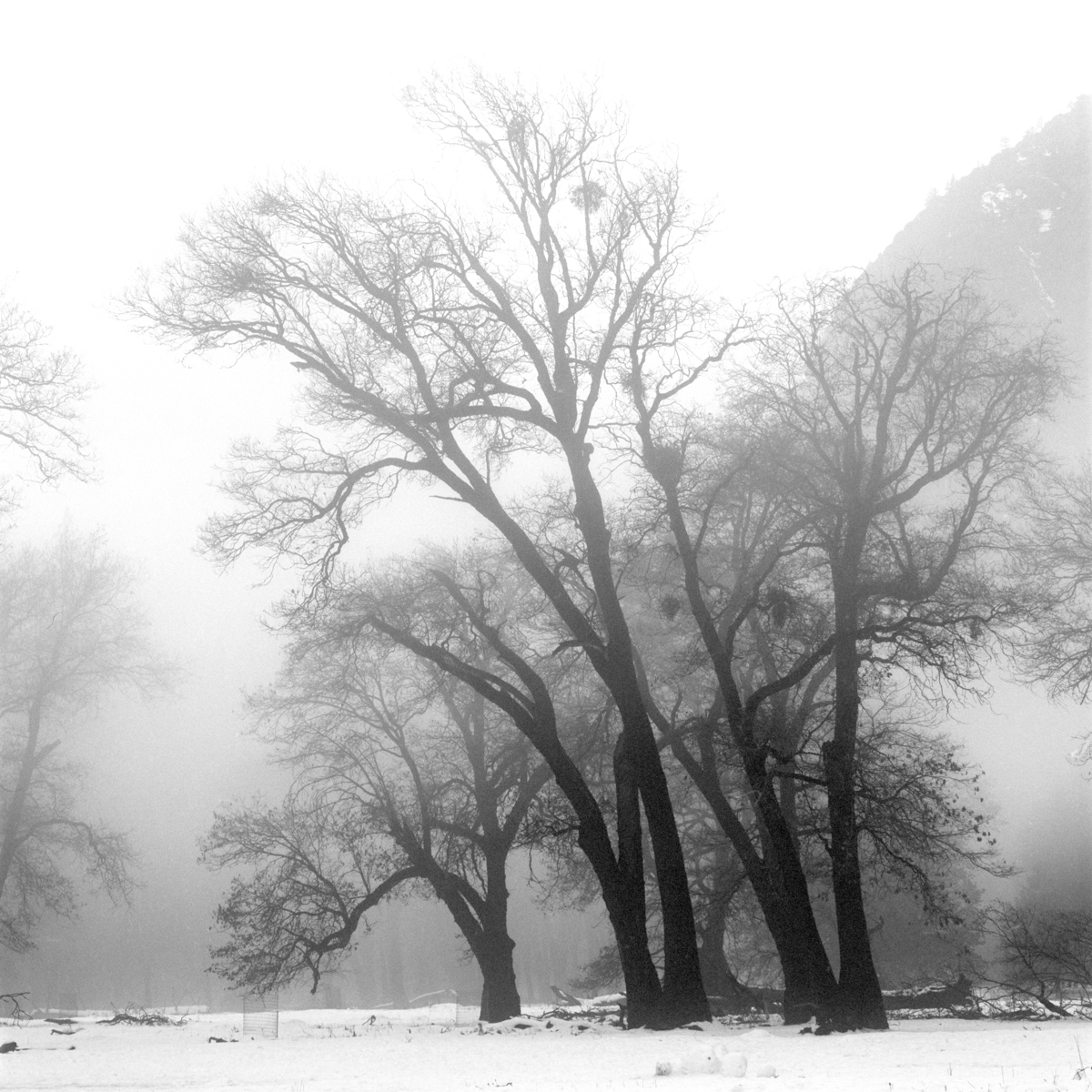 'FAMILY OF TREES'