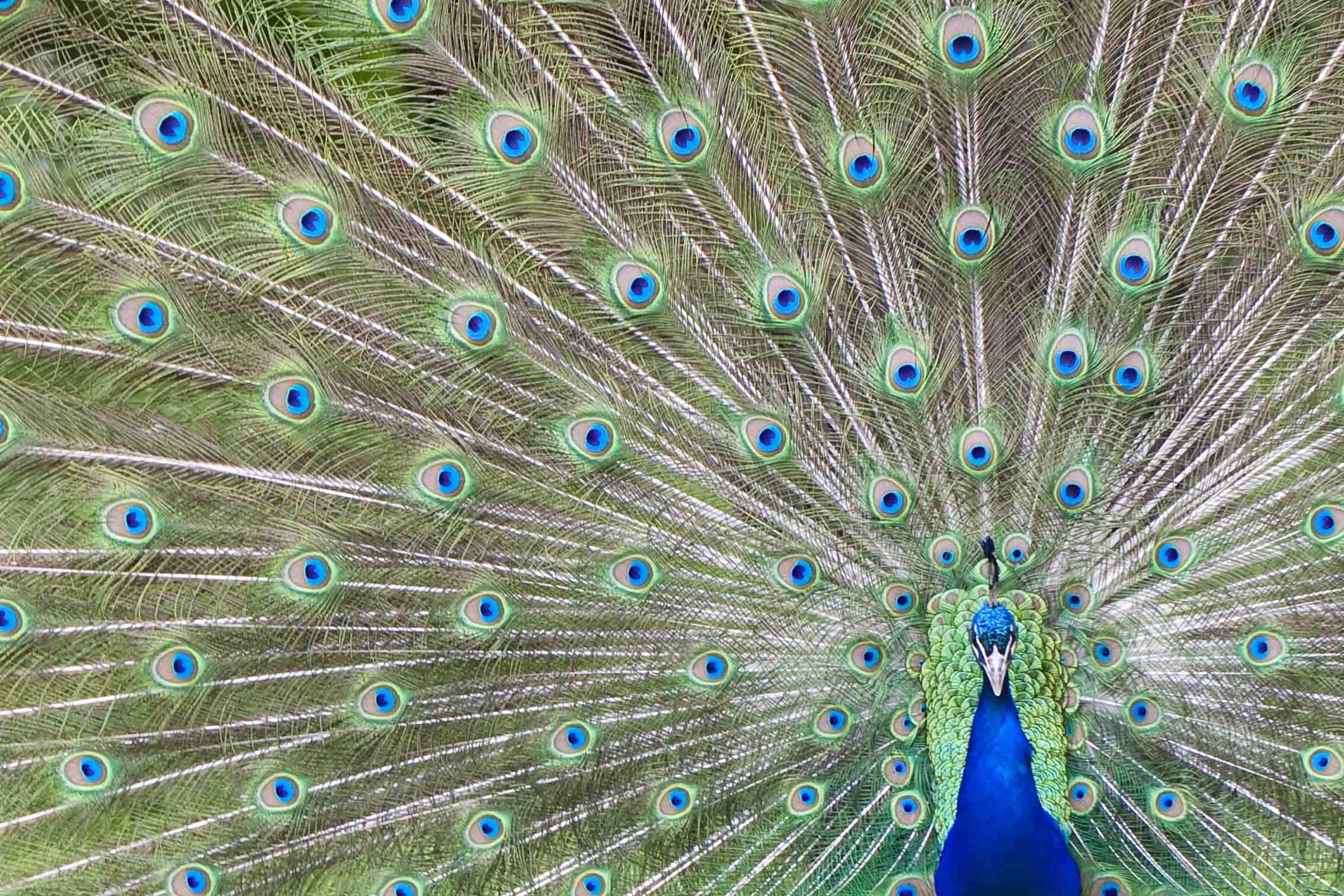 Peacock