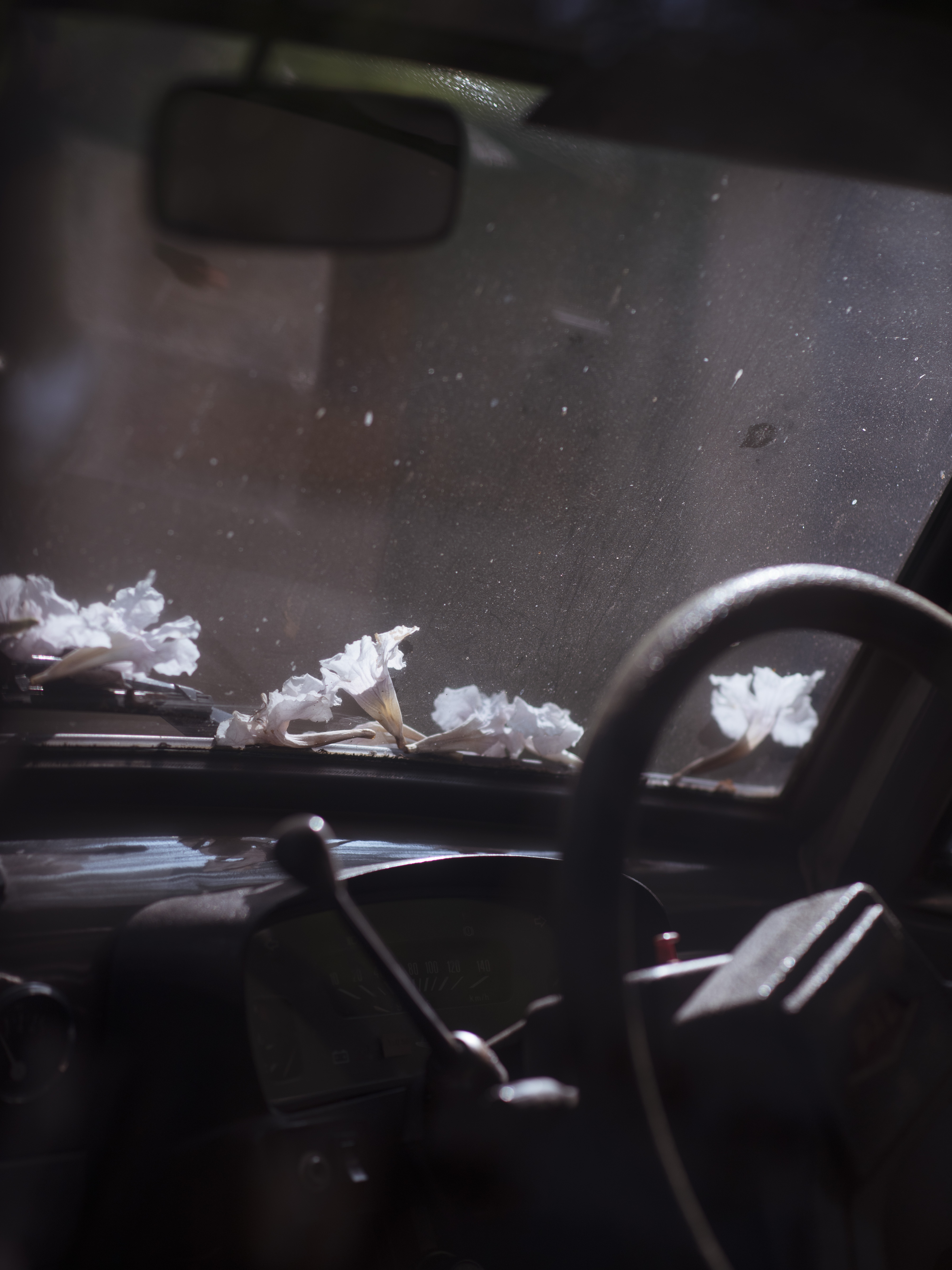 The Language of Flowers