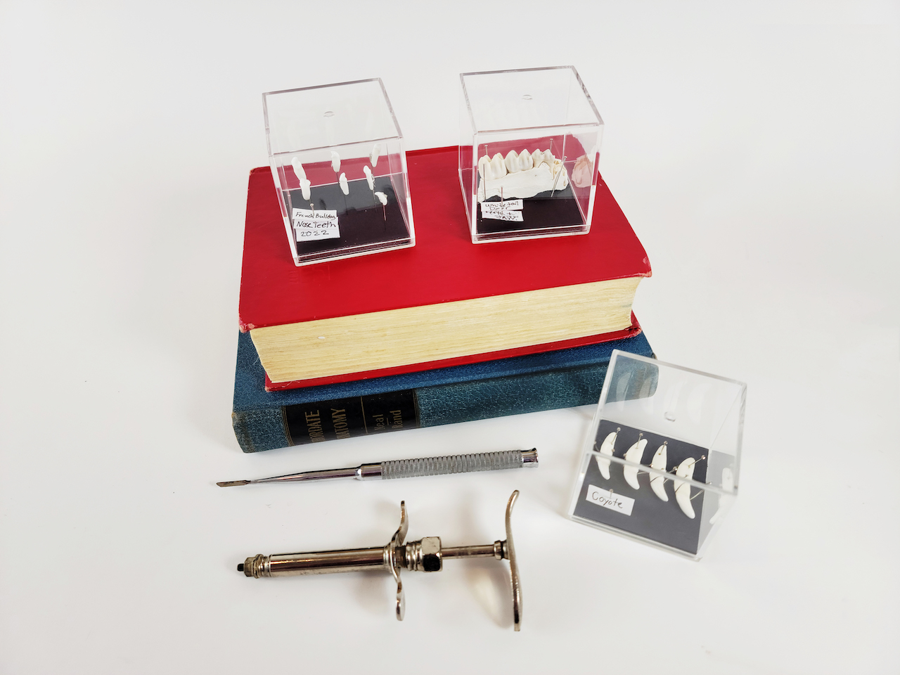 Nose teeth and Teeth Specimen of various Animals