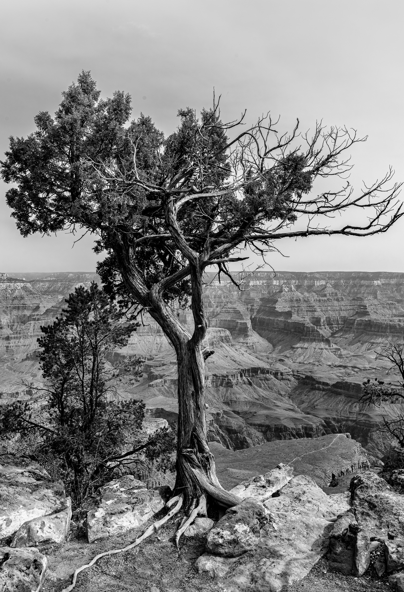Parc National du Grand Canyon, nord de l’Arizona. Roches creusées par le fleuve Colorado (1,7 milliard d’années).  Des falaises de 1,6 km de profondeur et un canyon de 446 km de long et 29 km de large.