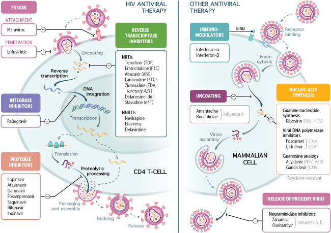 Antiviral therapy