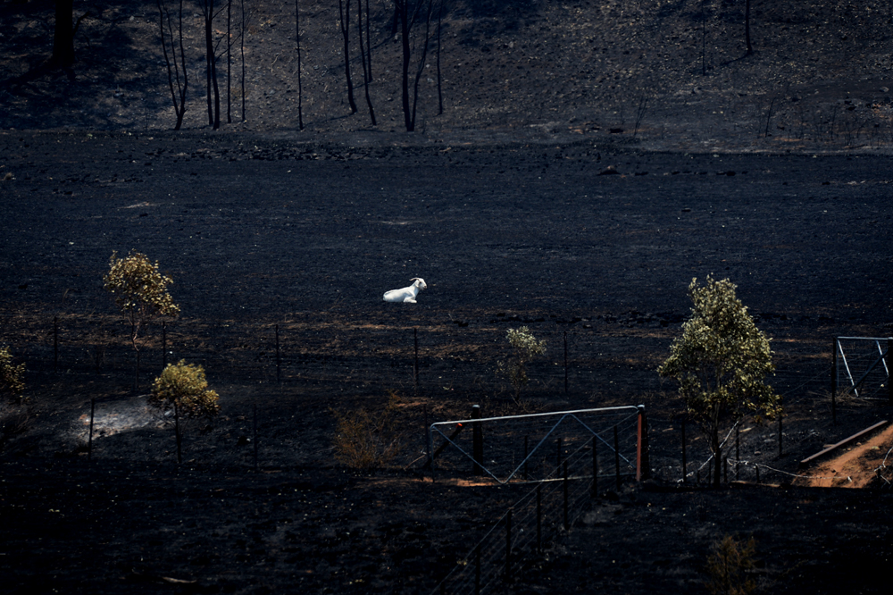 Coonabarabran bush fires 2013