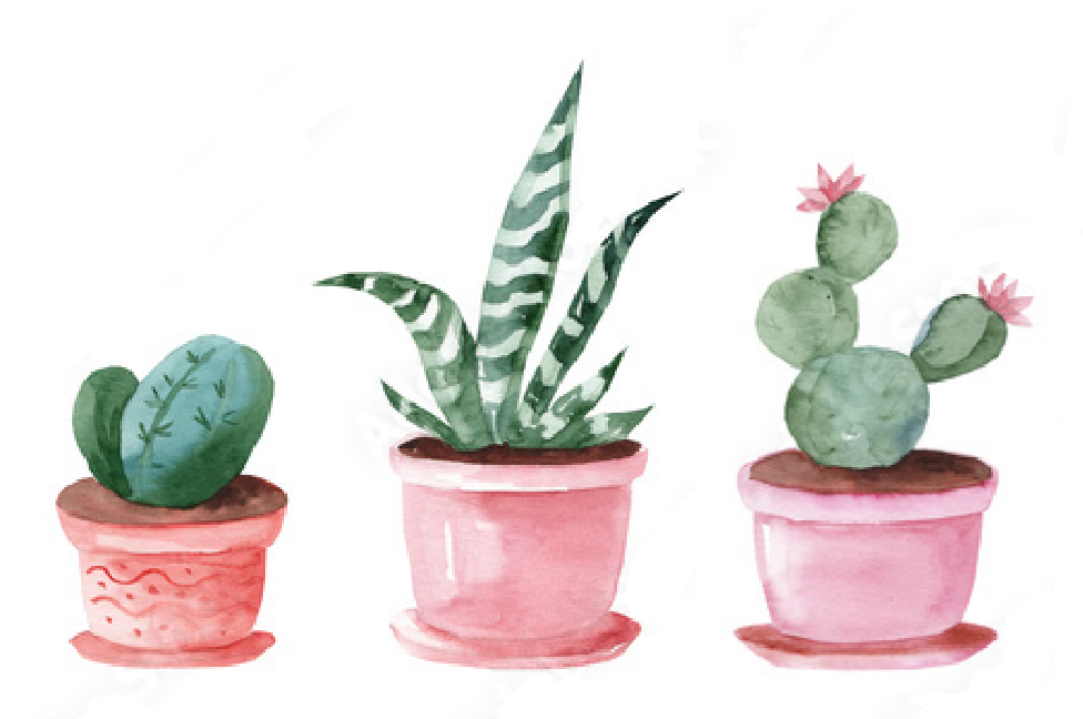 succulents on succulents!