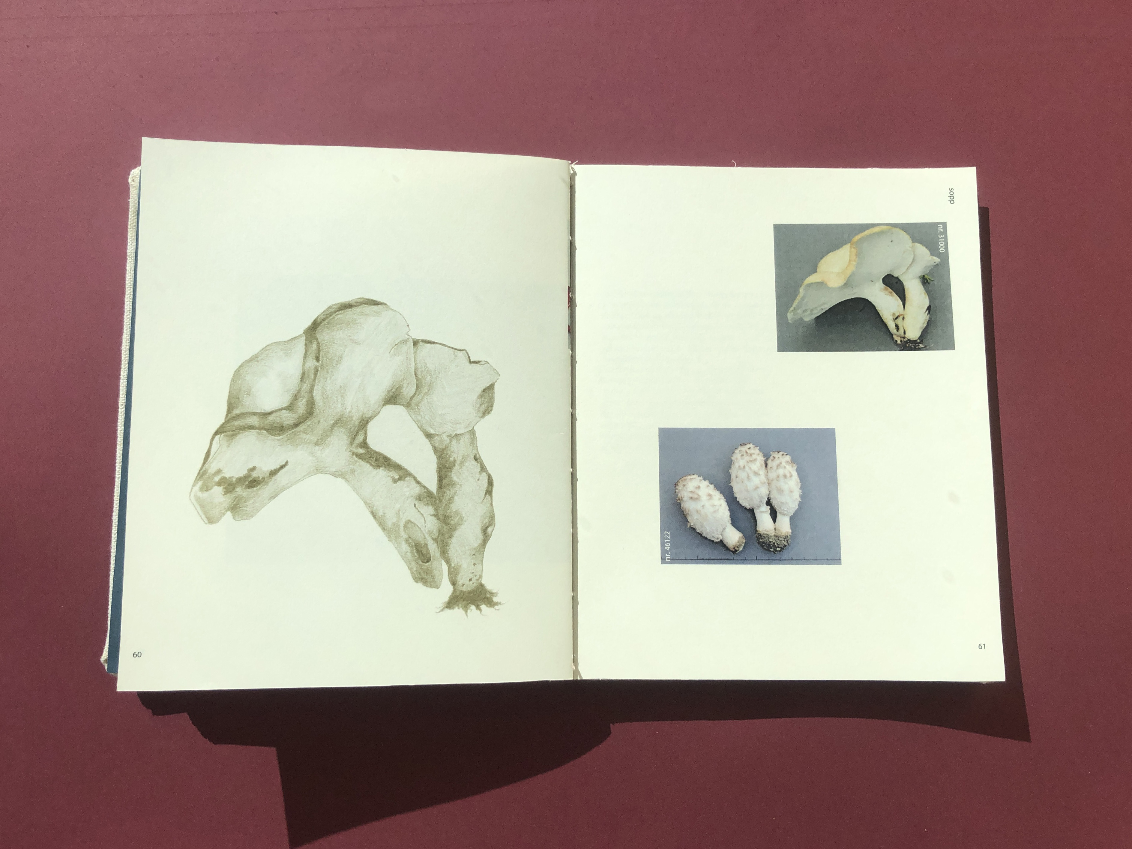Picture, book flatlay illustration