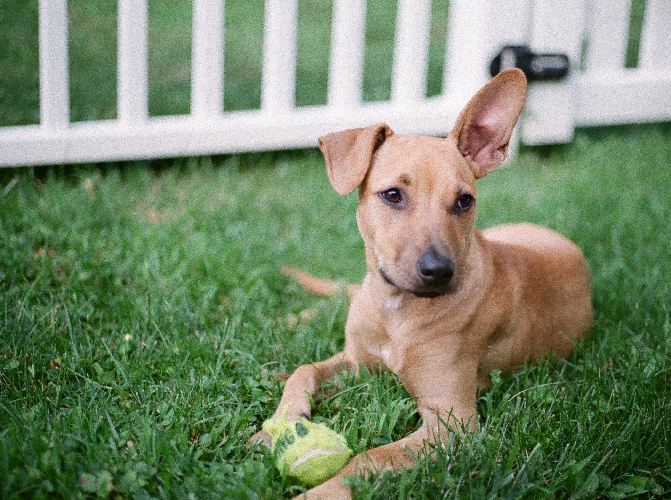 Staten Island, New York, 2018, Canon ae-1 35mm