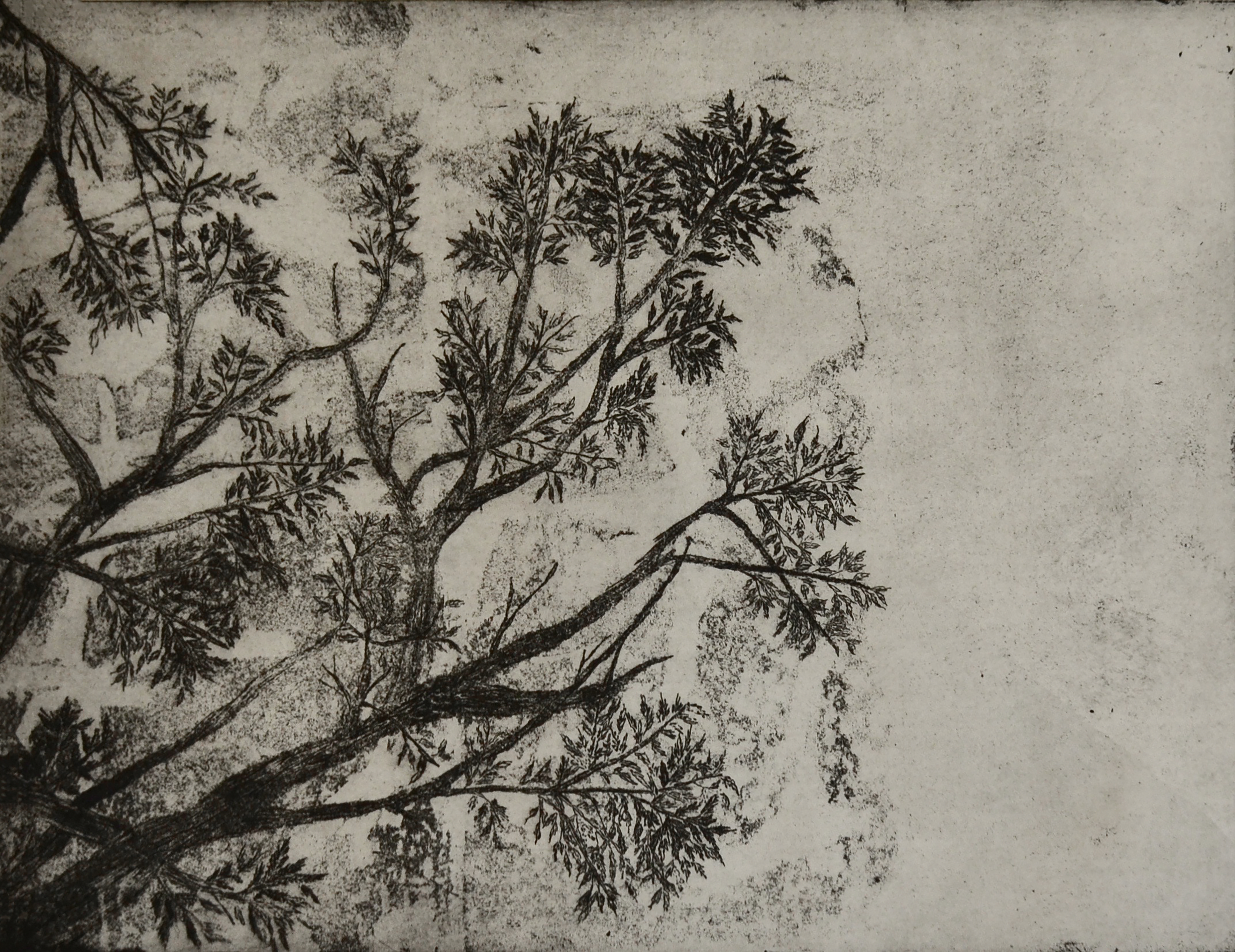 Chinaberry Tree, 2019, Soft Ground etching,  40x30 cm  