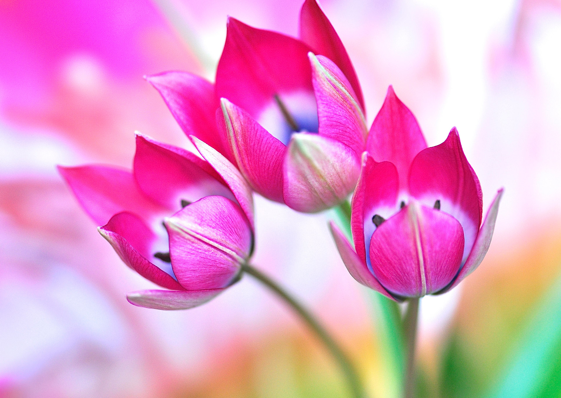 Nr. 289 Tulipa humilis / Zwergtulpe, wilde Tulpe