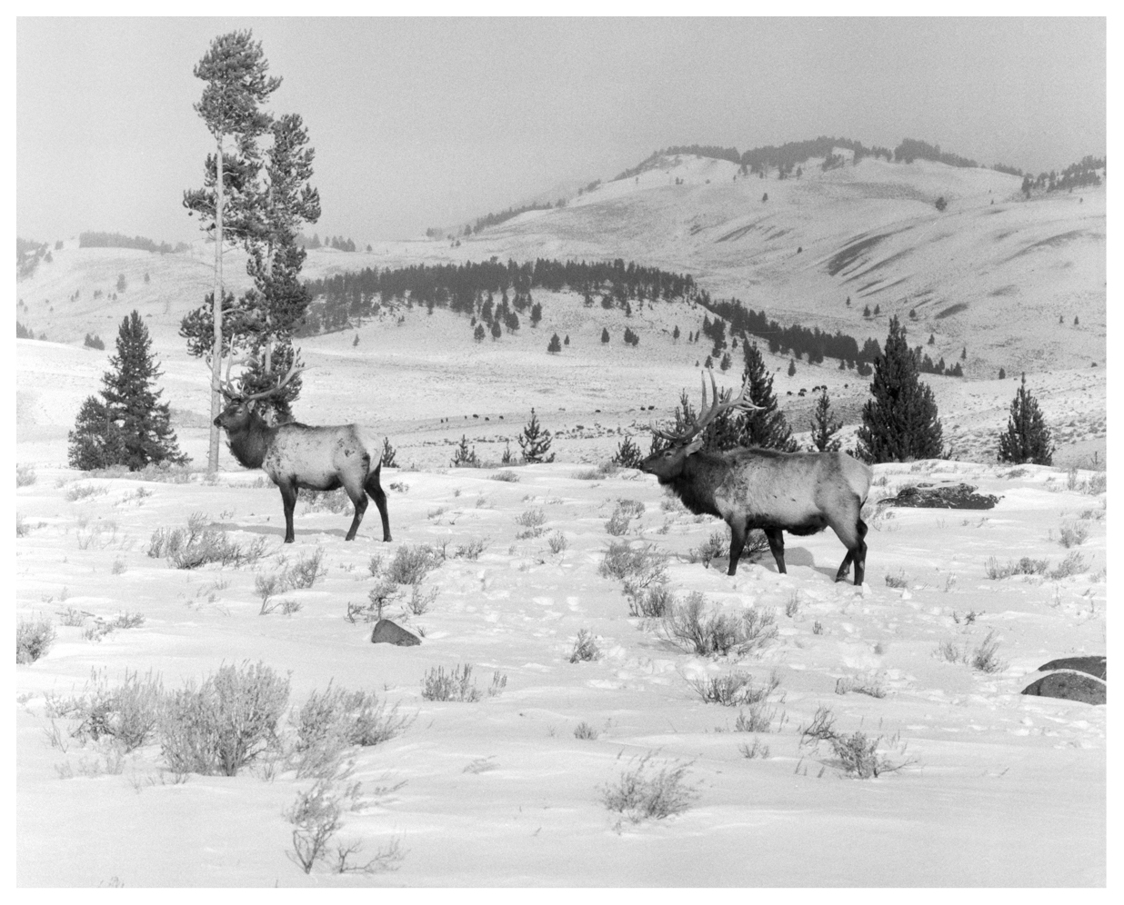 'MR. & MRS.', YELLOWSTONE