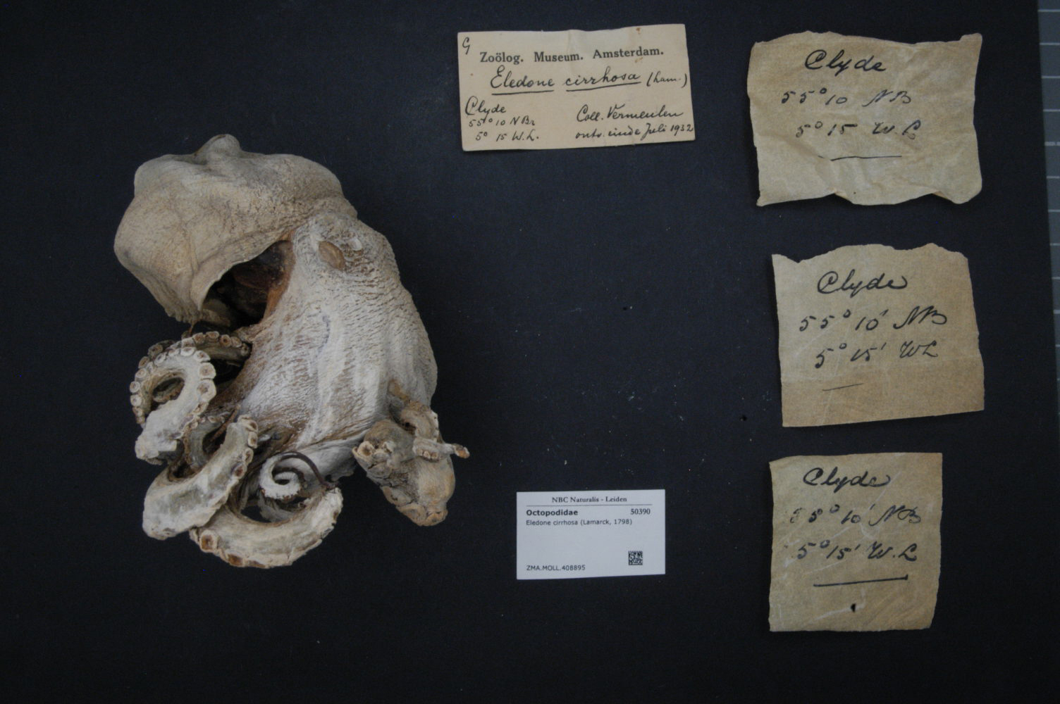 source: Naturalis Biodiversity Center
