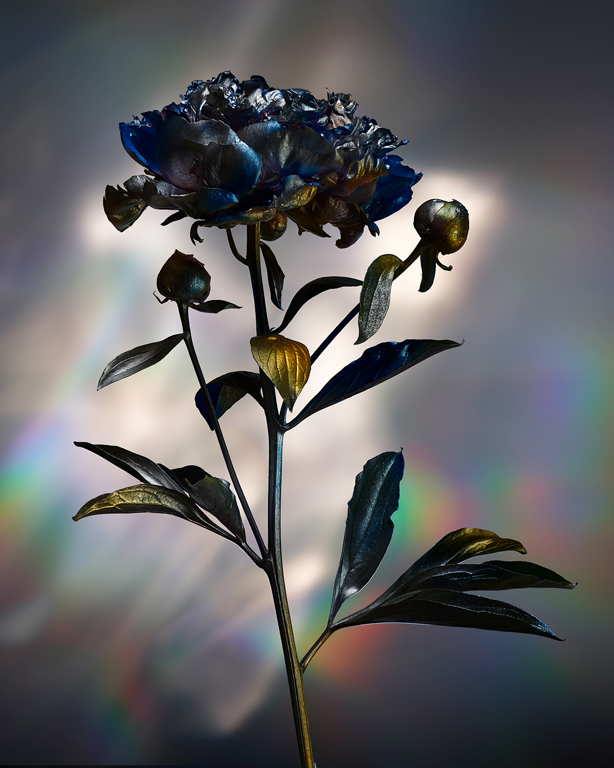 KMA photographer Isabelle Bonjean shoots photograph of multicolored flower with rainbow background