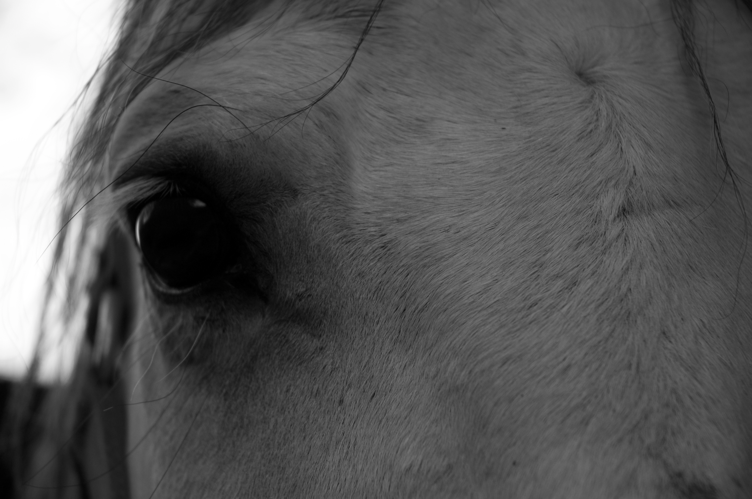 San Miguel de Allende, MX