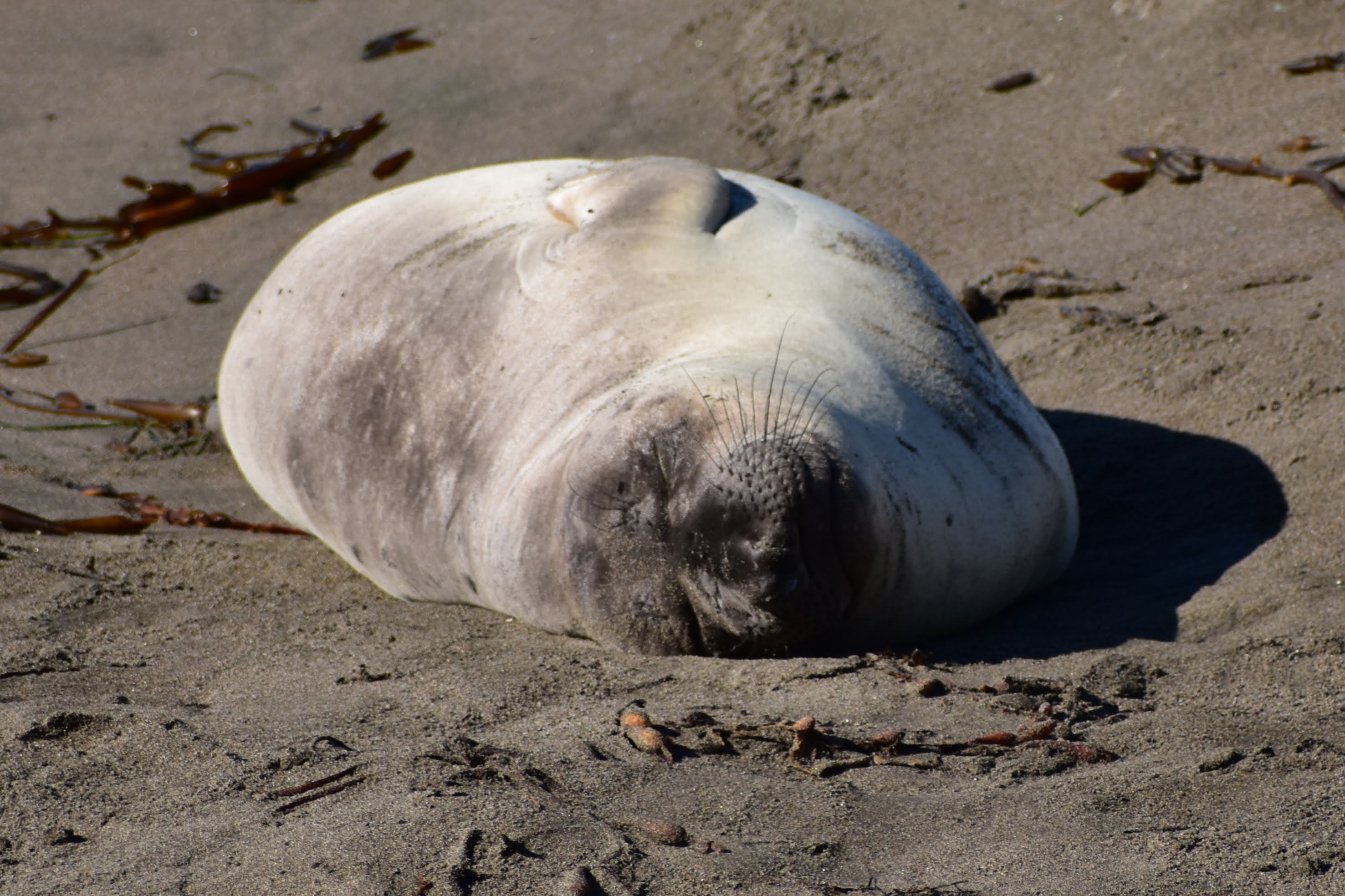 Elephant Seal, San Simeon, CA