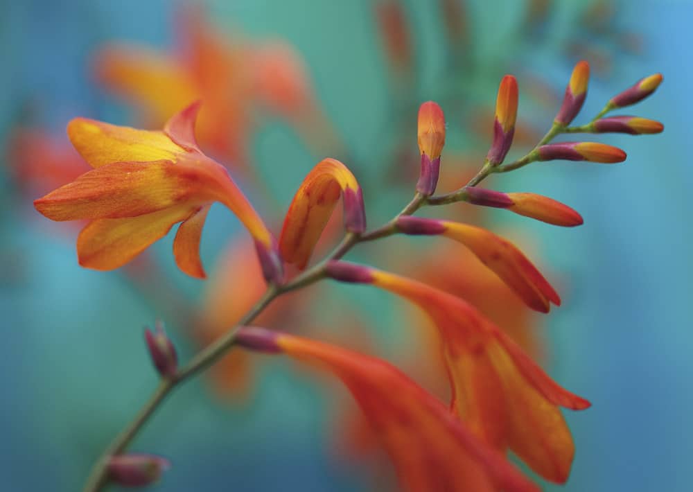 Nr. 193 Monbretie / Crocosmia