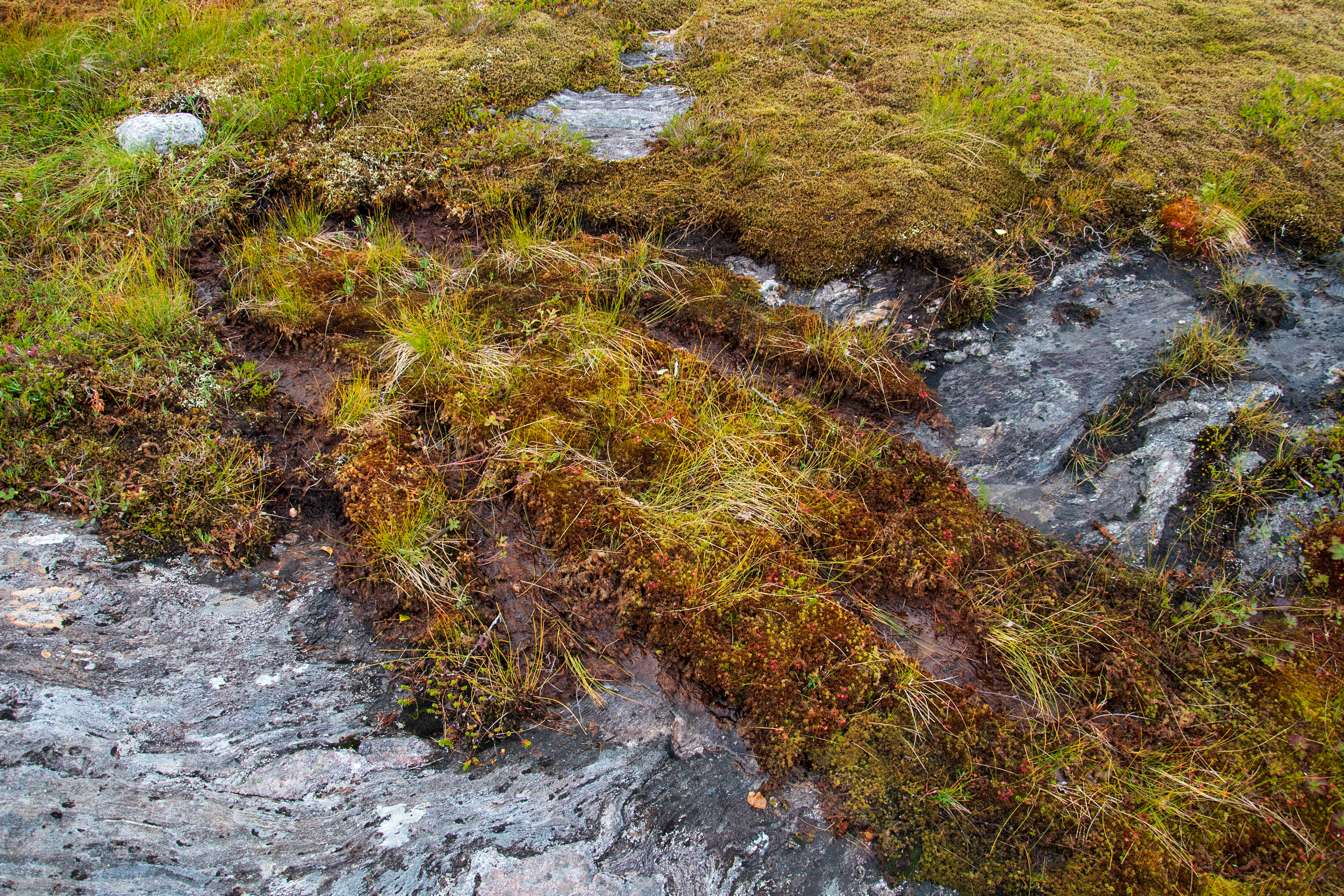 KROPP / MOSE (GRØNN)(EN MÅNED), 2025