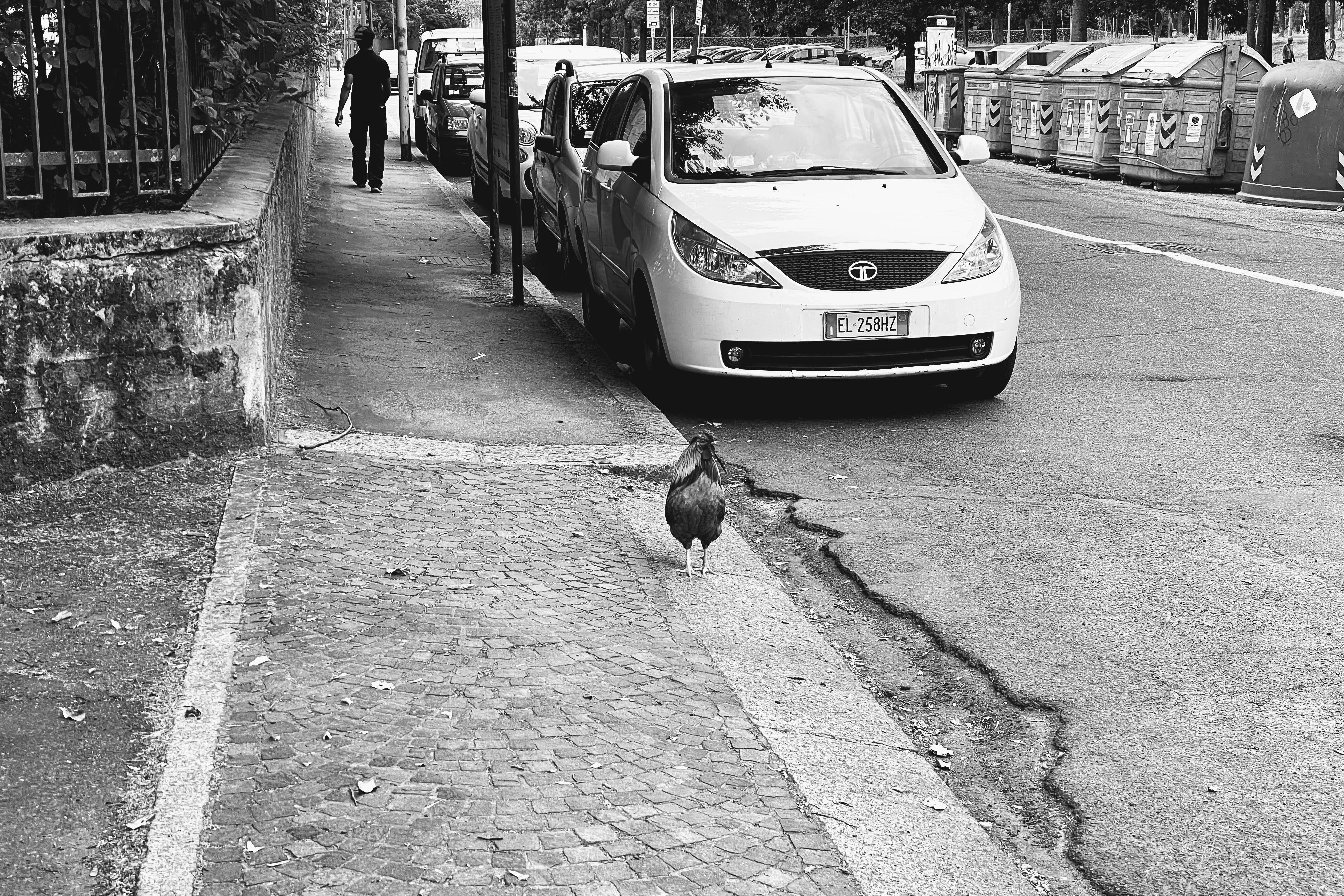 Gallo, Bologna, 4-7-21