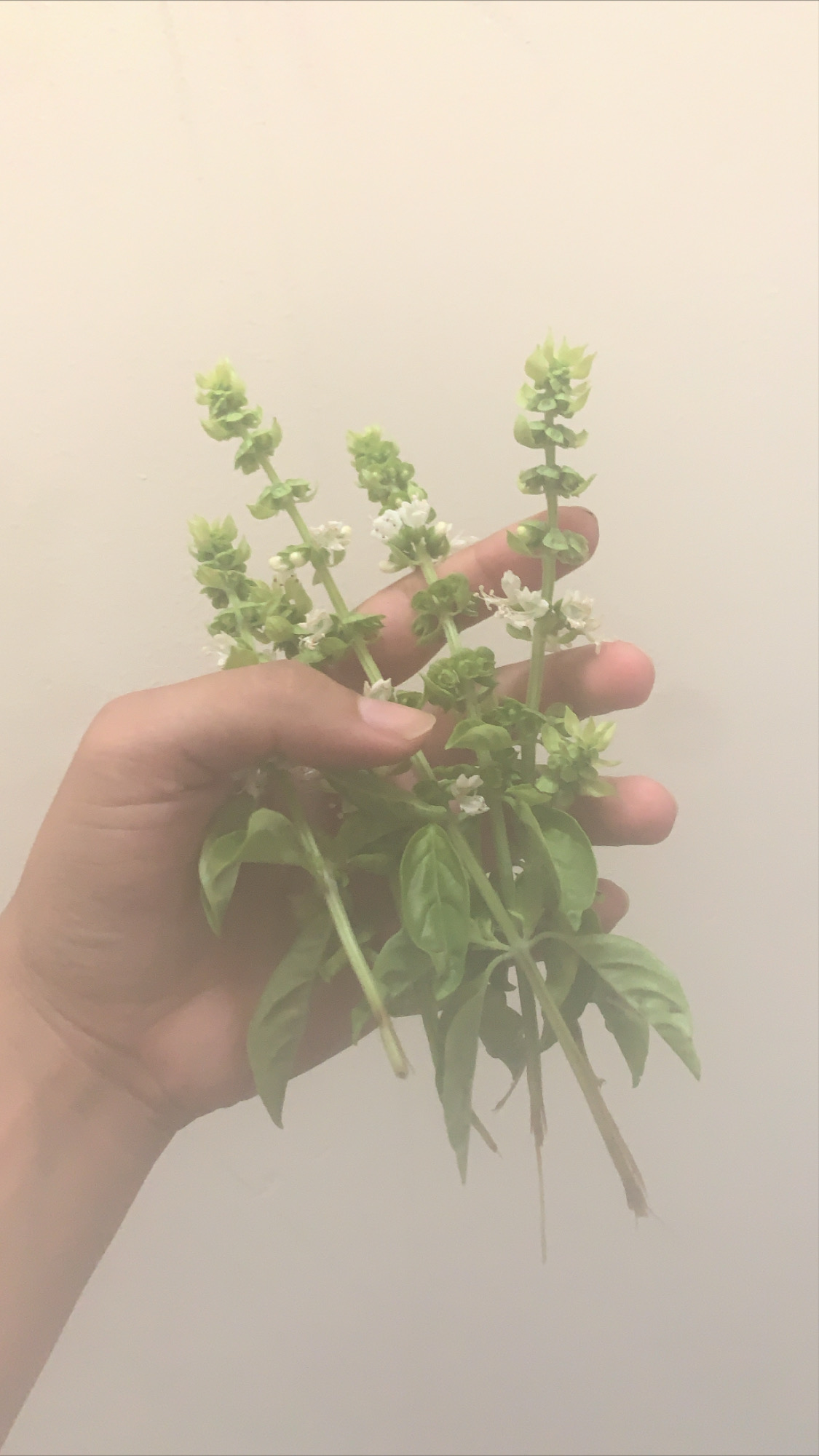 Freshly clipped basil flowers (no seeding for you!)