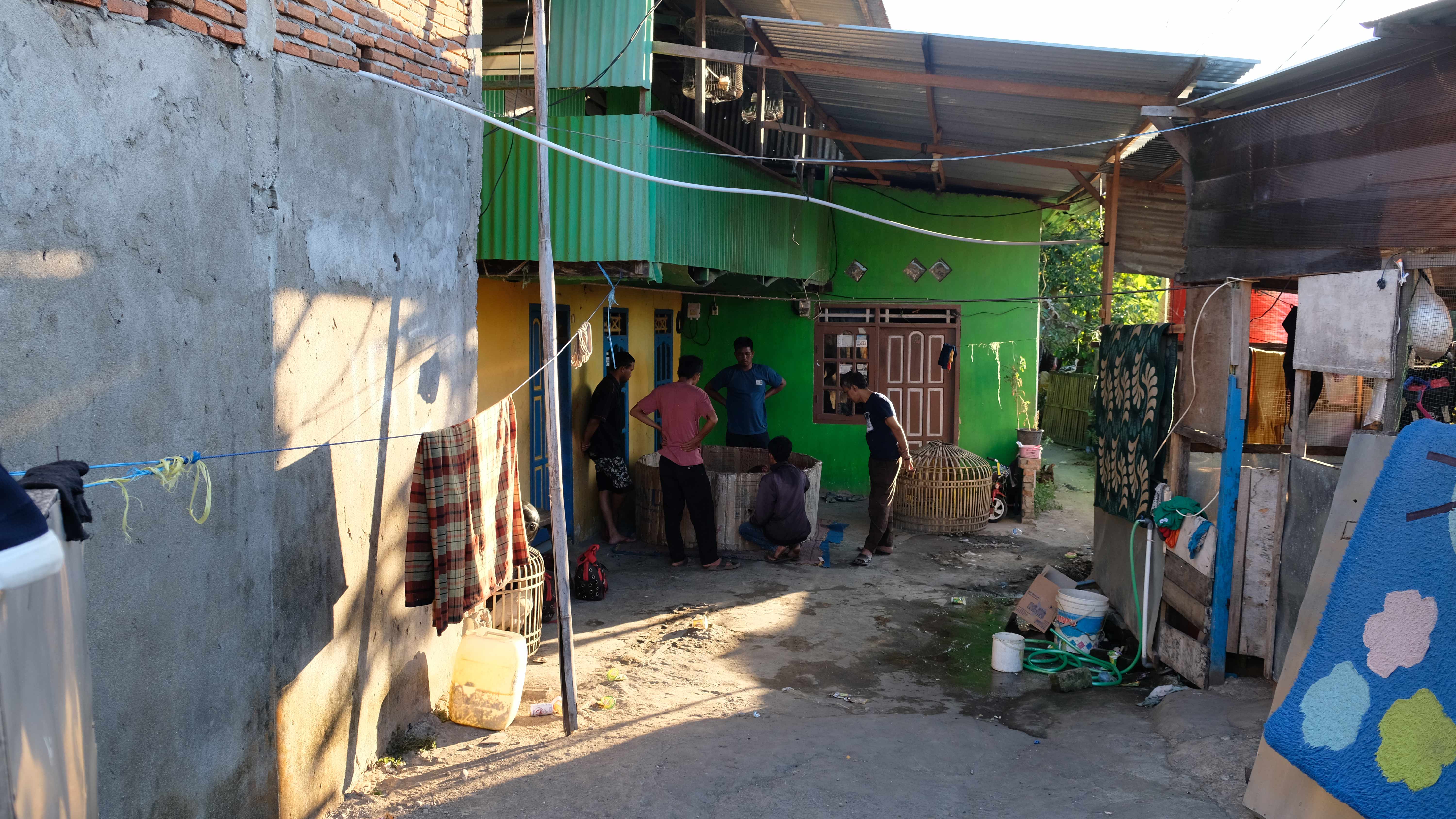 Cockfighting in the back yard