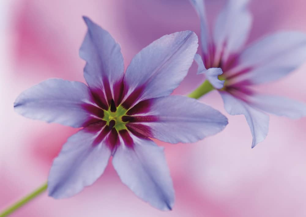 Nr. 037  Leucocoryne / Sonnenglanz