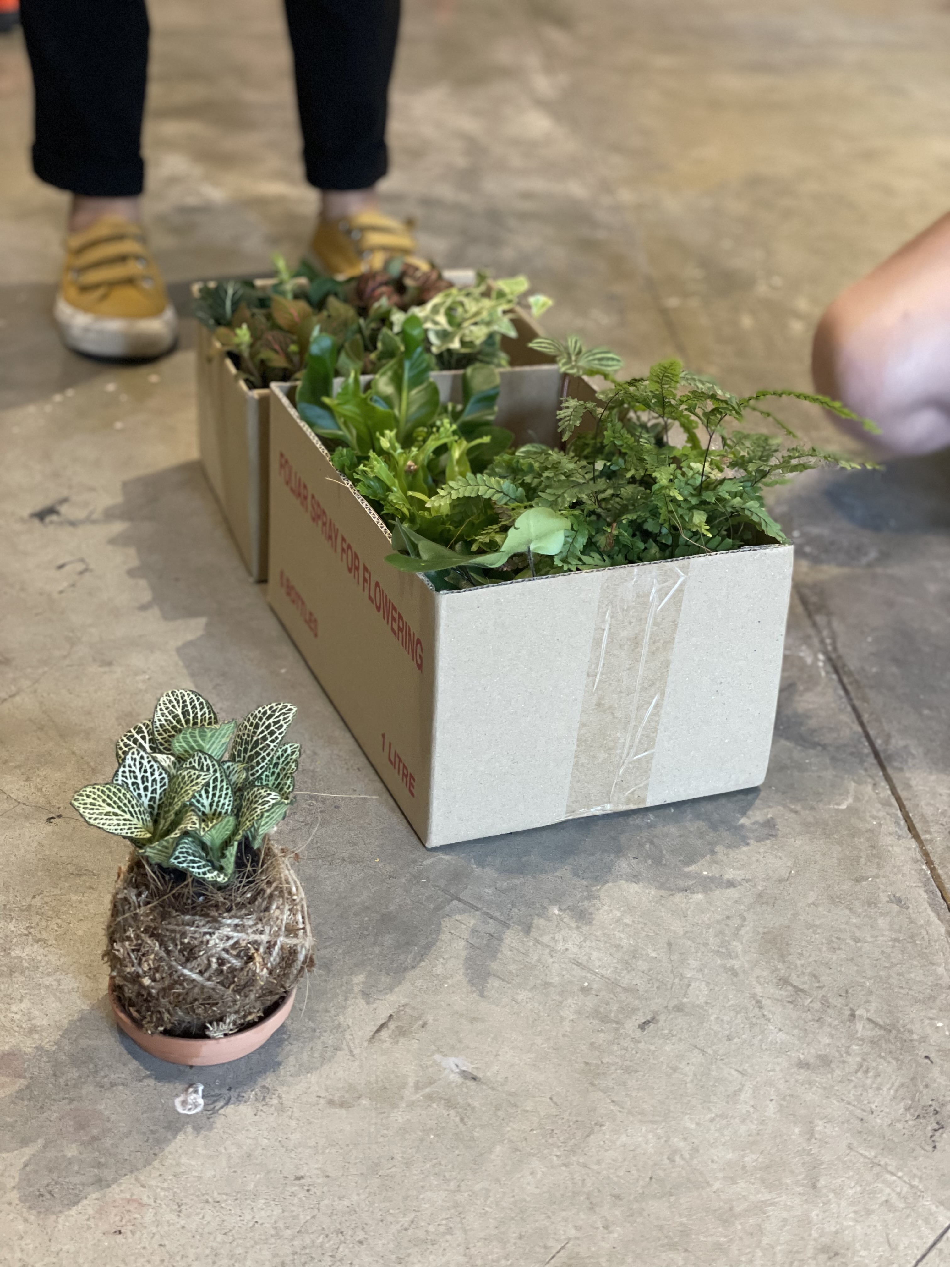 Plant balls