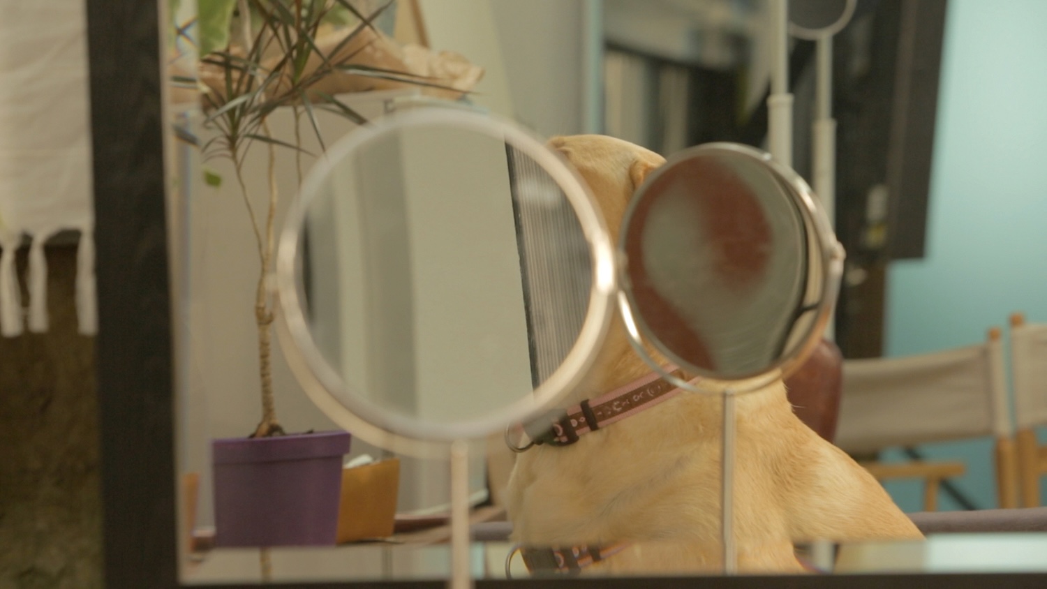 Jenny Brady, Bone, 2015. Image courtesy of LUX and the artist.