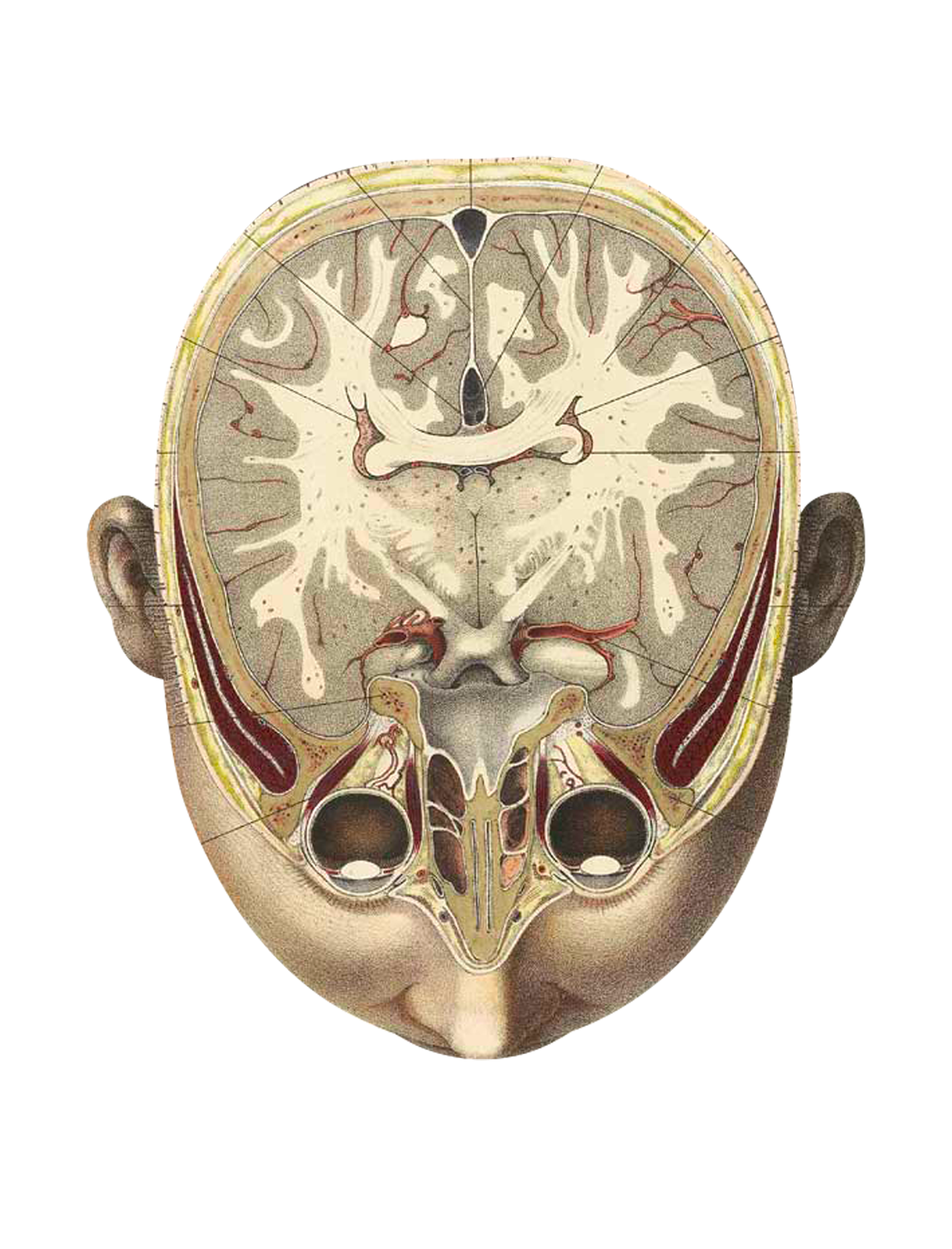 Felix Vicq D'Azyr, "Traité d'anatomie de physiologie, 1786-1790 © Wellcome Collection"