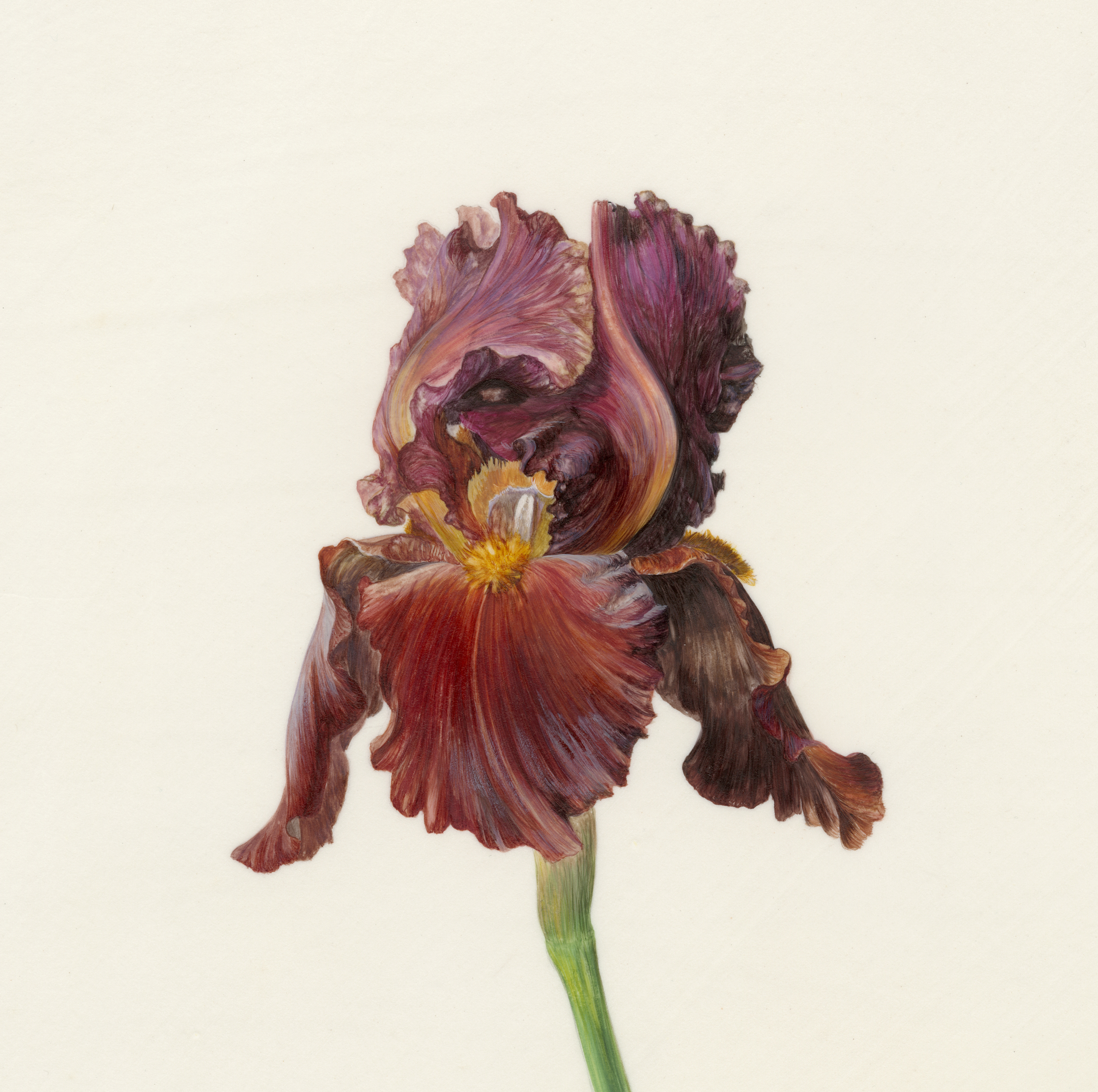 Iris red rufus