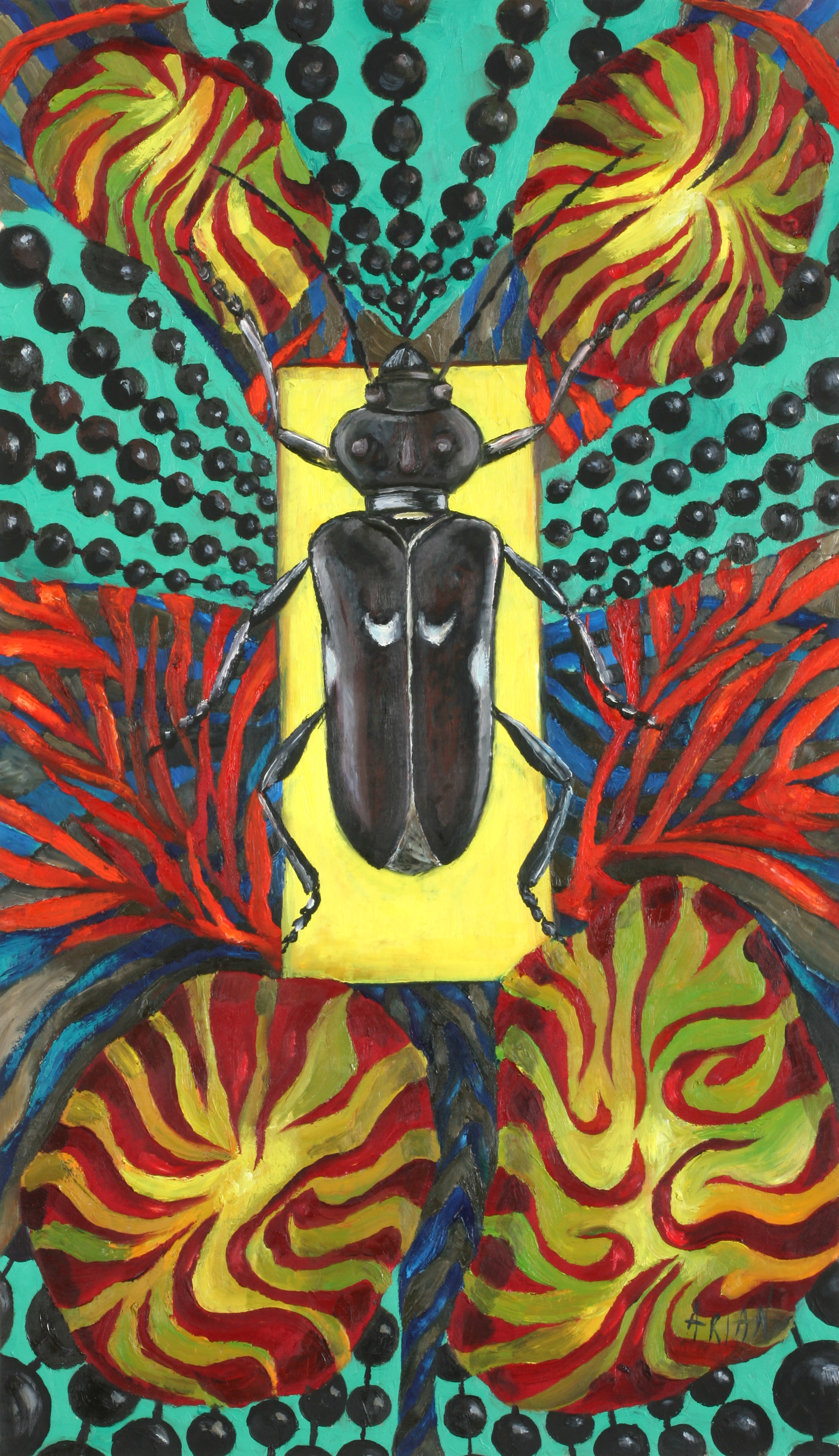 Escarabat Zanz&iacute;bar