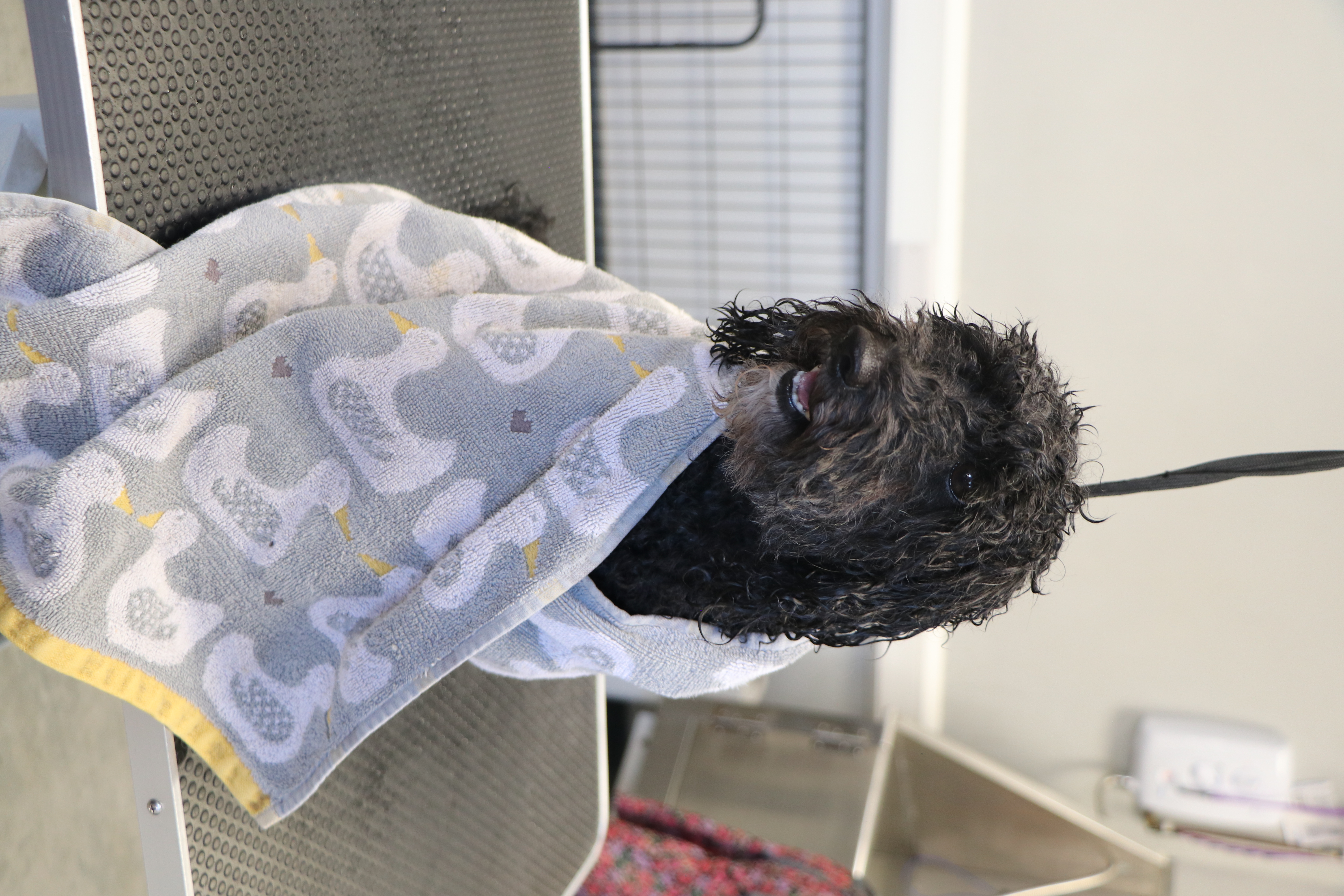 A black toy poodle sits in a duck-patterned towel to dry off after his bath