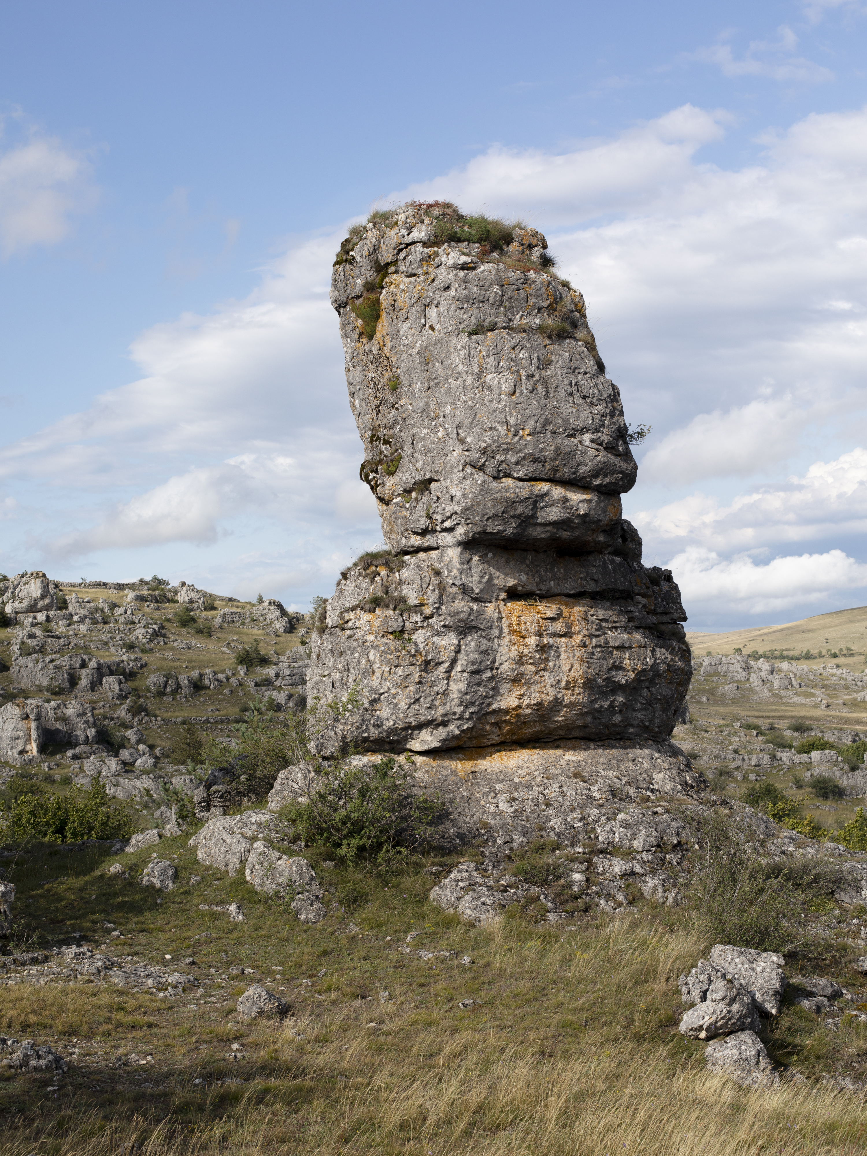 julien cregut-Lost Dogs-©juliencregut