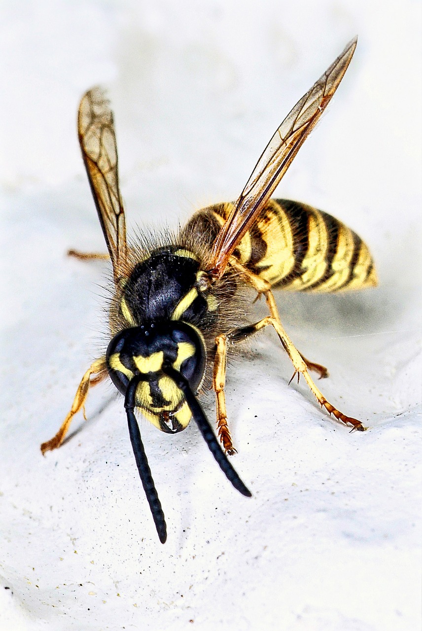 In Praise of Wasps