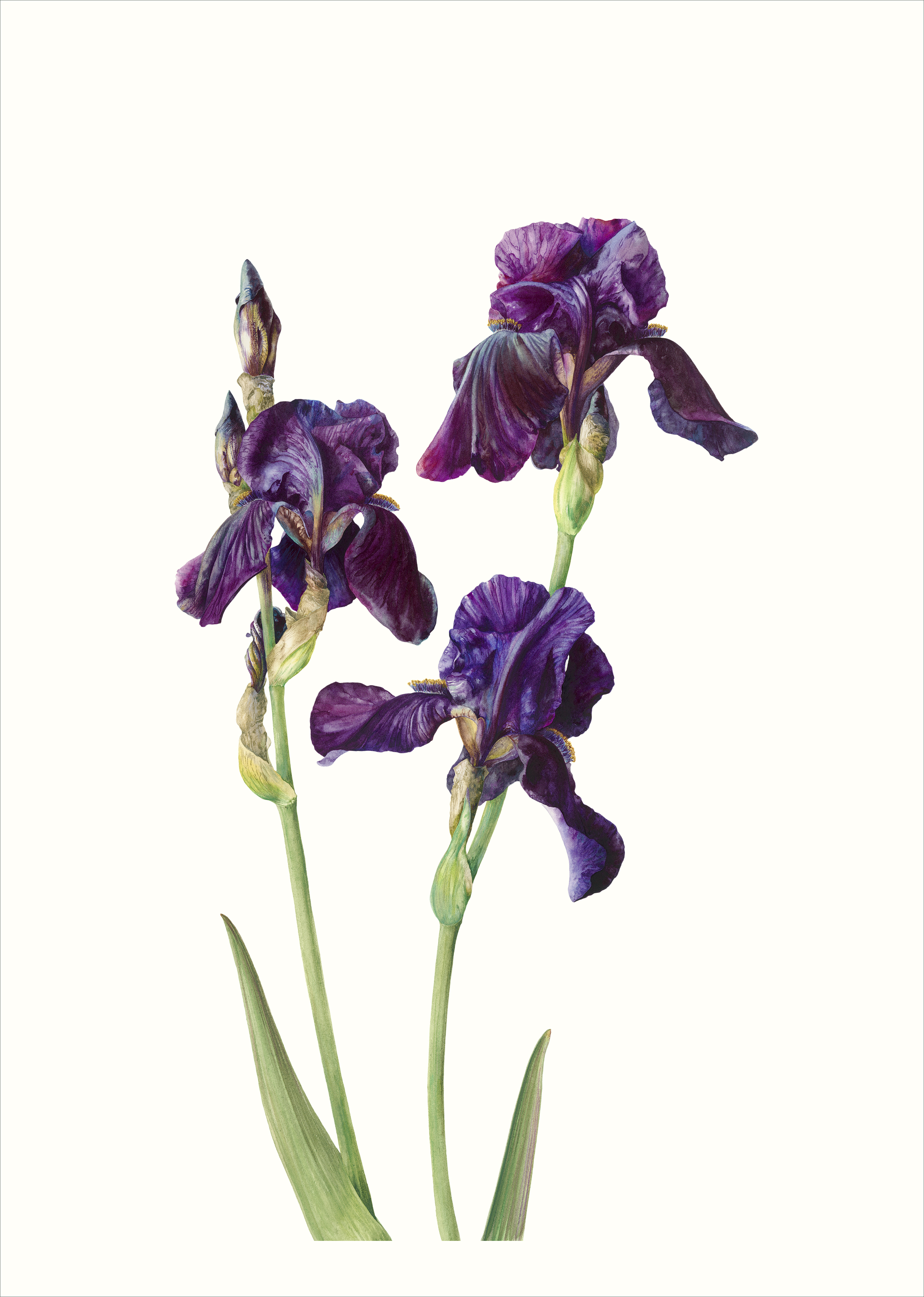 Iris sable I