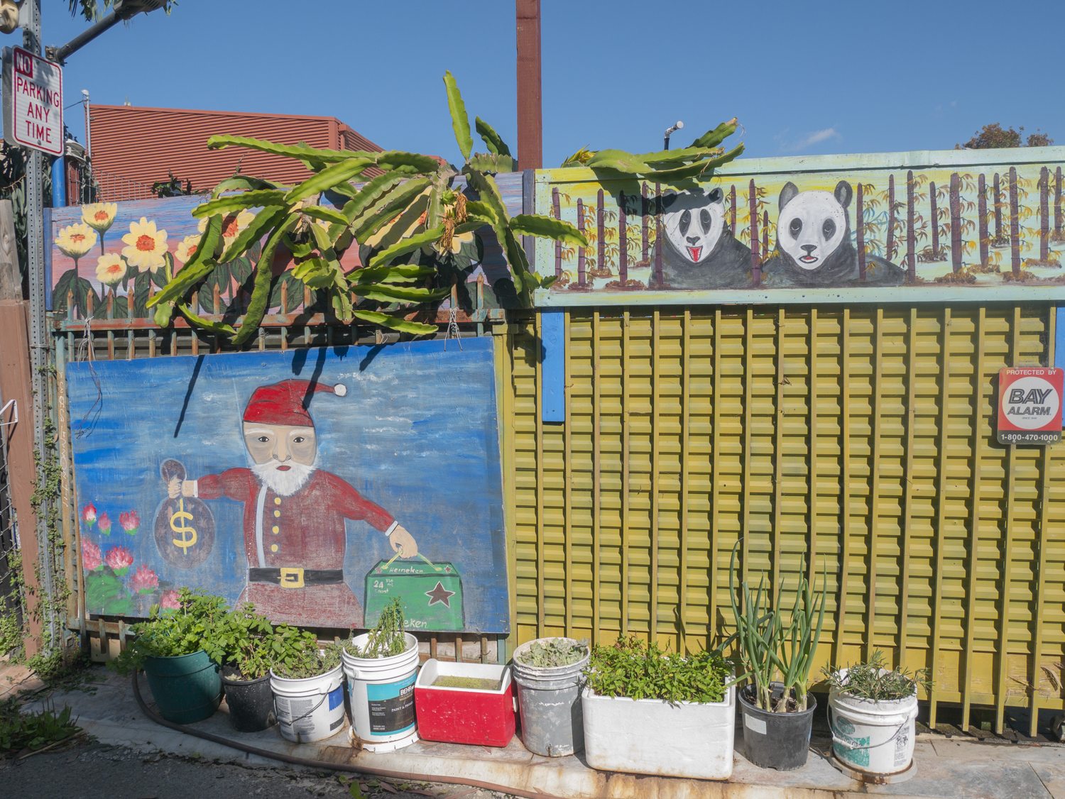 Camelia Street & Seventh Street, Berkeley