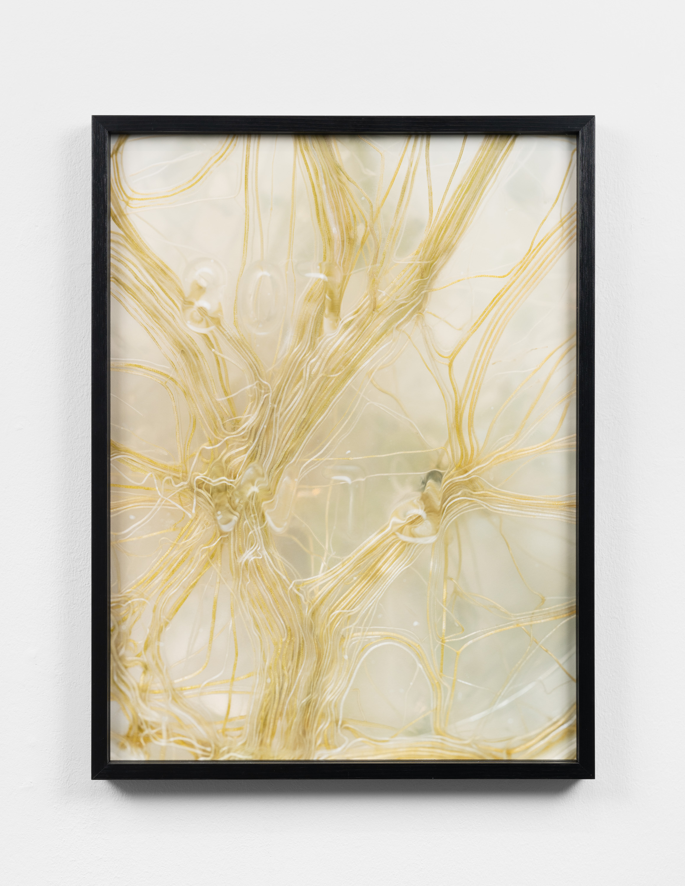 In vitro root formation (Solanum tuberosum), 2024 / giclée print, 60 x 45 cm