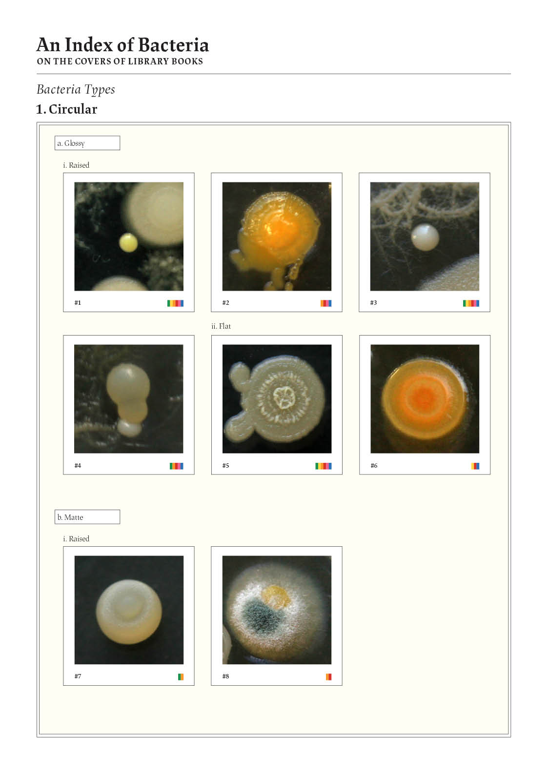 ︎︎︎ Typology of different bacteria shapes.