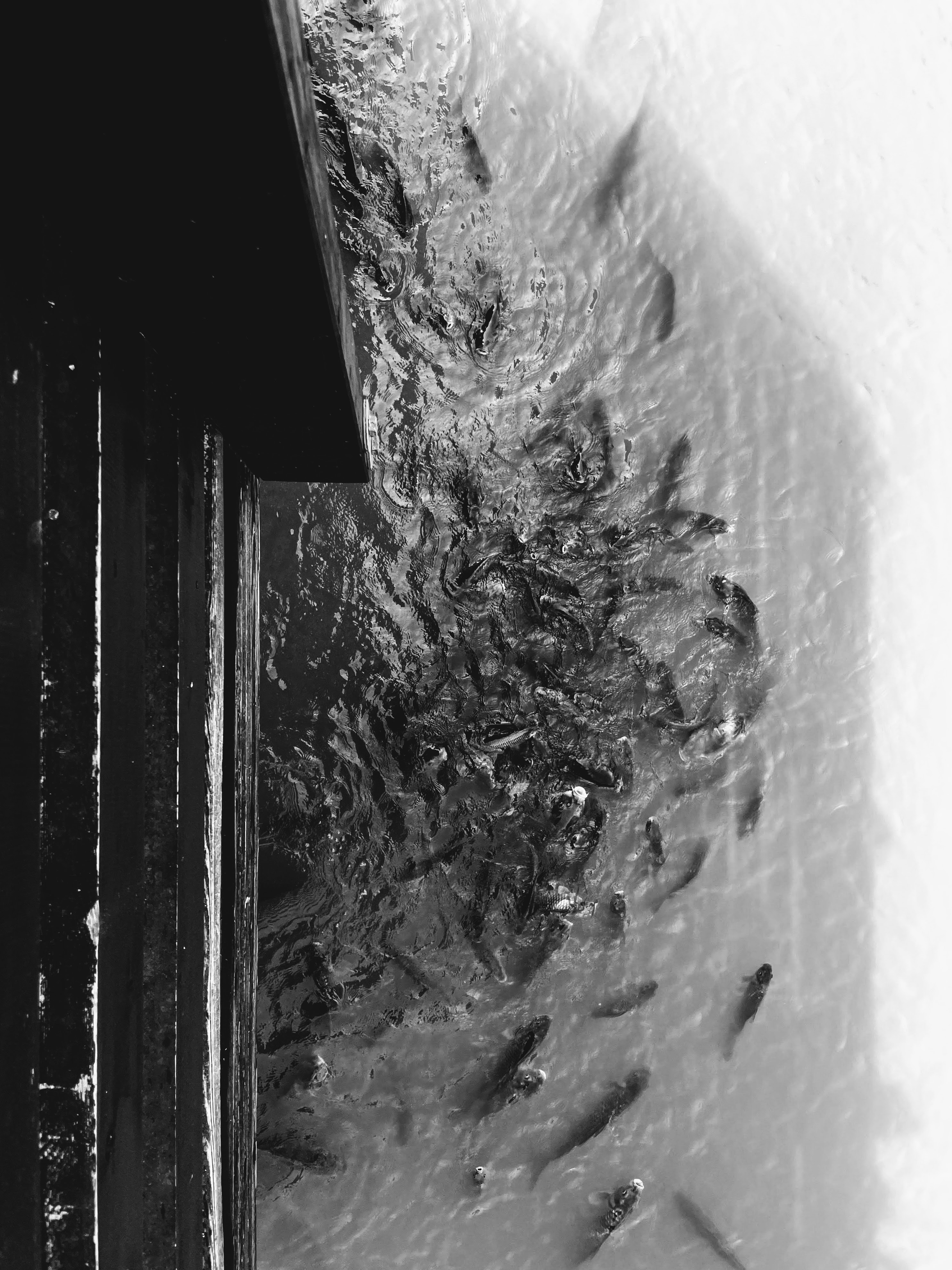 Carpe, Bologna, 24-7-21