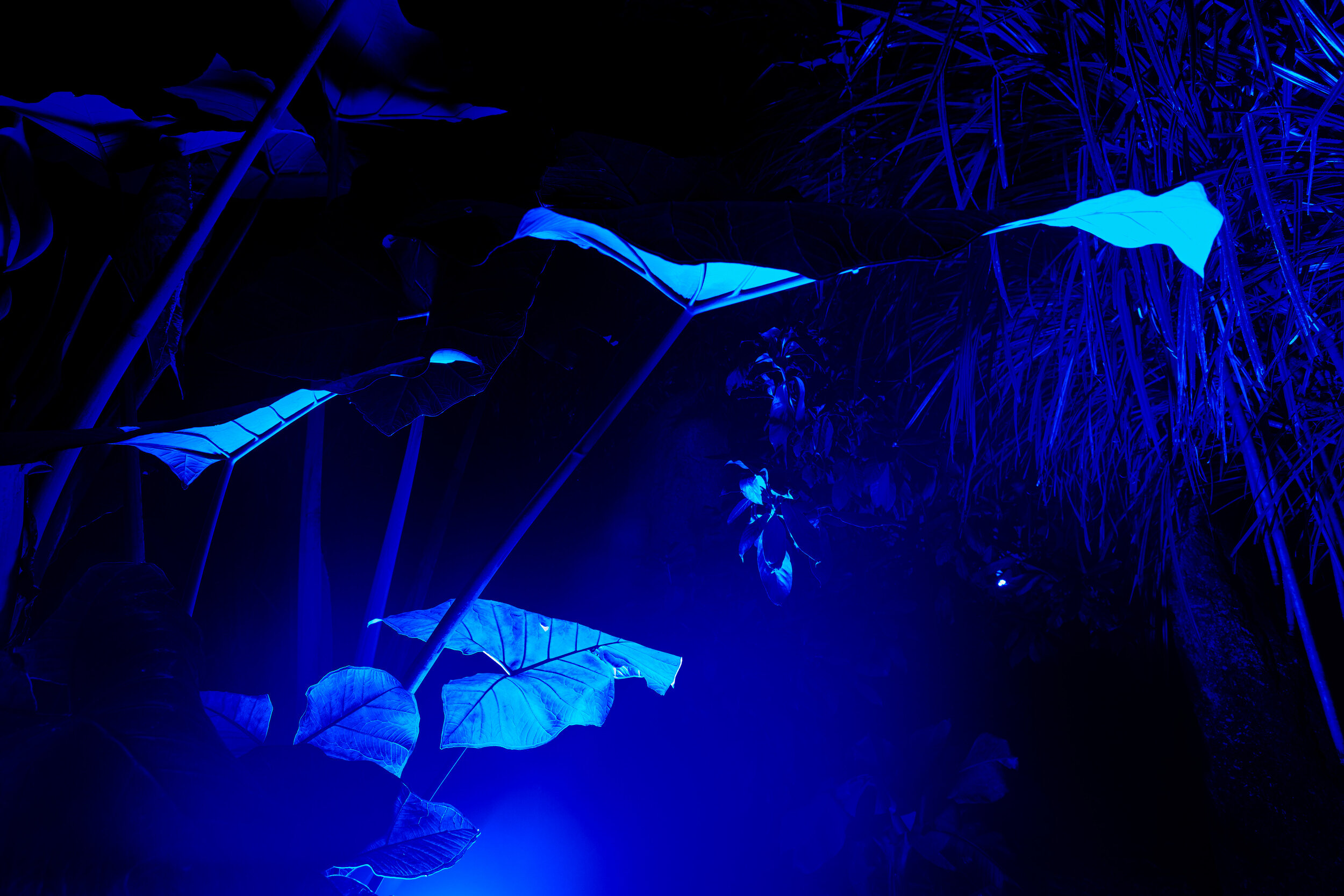 Echoes – The Eden Project