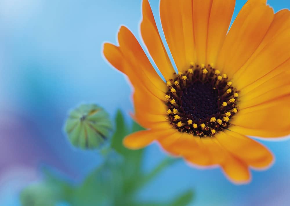 Nr. 074 Calendula / Sonnenbraut