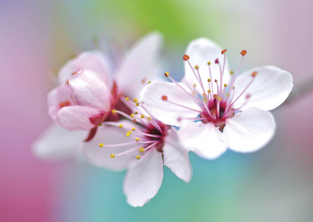 Nr. 102 Kirschpflaume