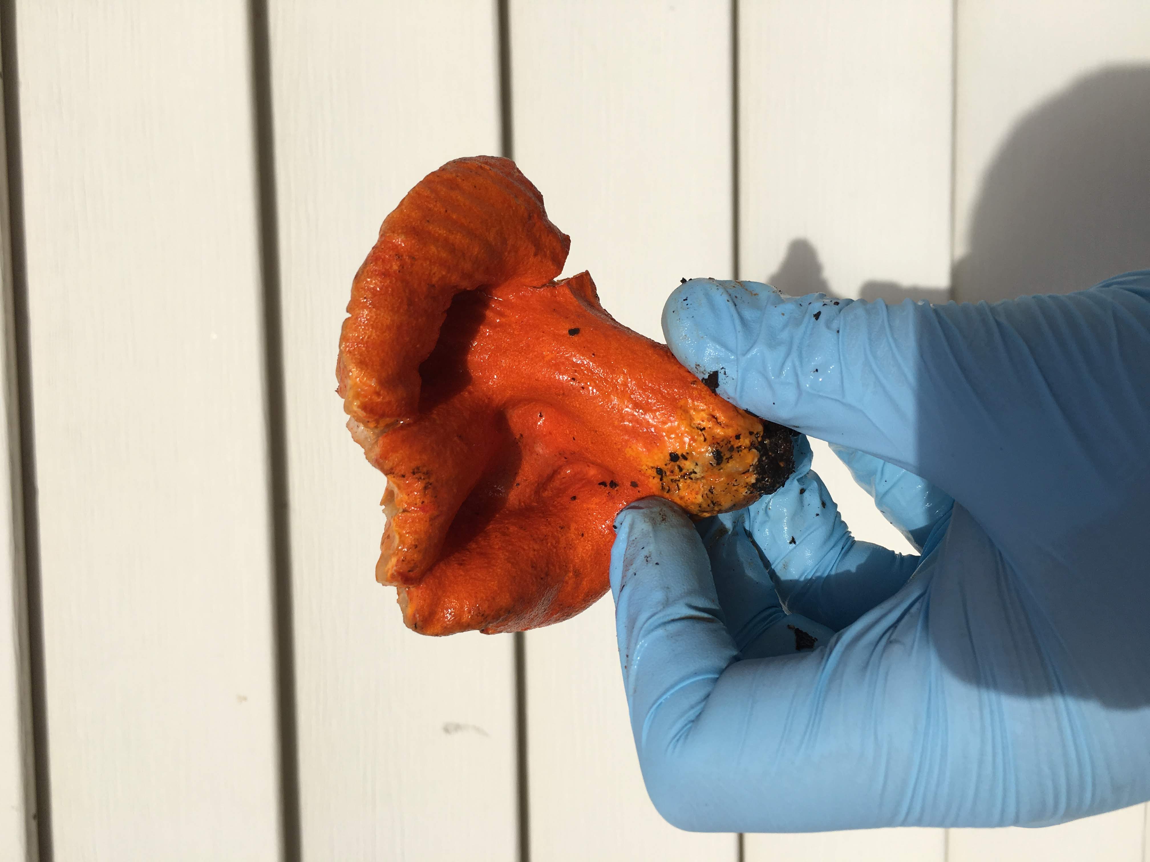 the artist, with gloved hands, holds an orange lobster mushroom