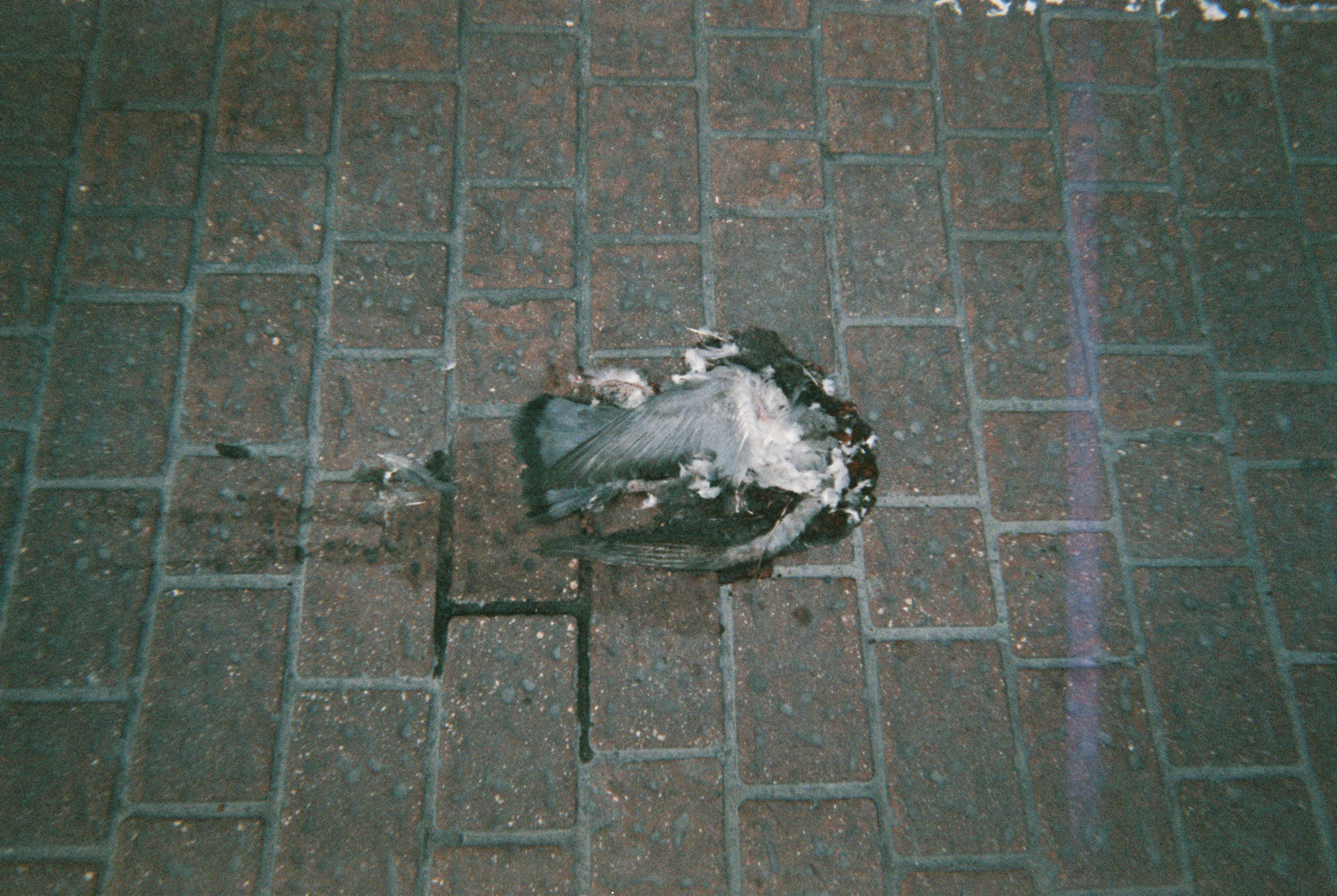 Dead pigeon 5